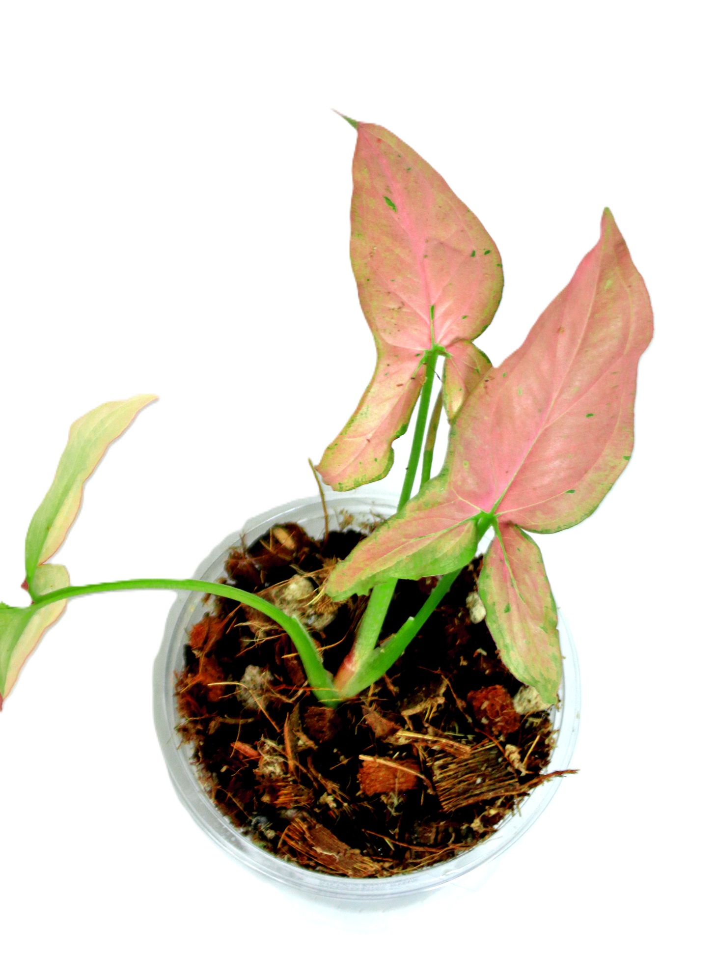 Singonio Pink Emerald xs