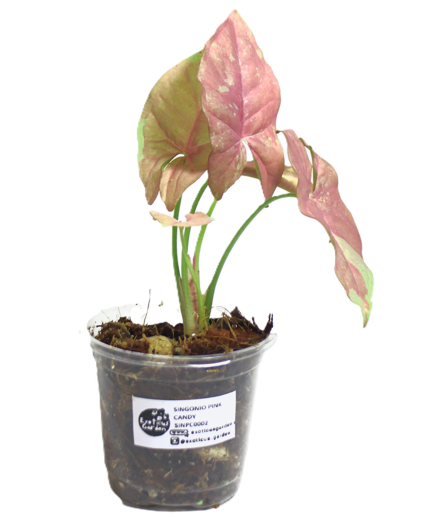 Singonio Pink Candy