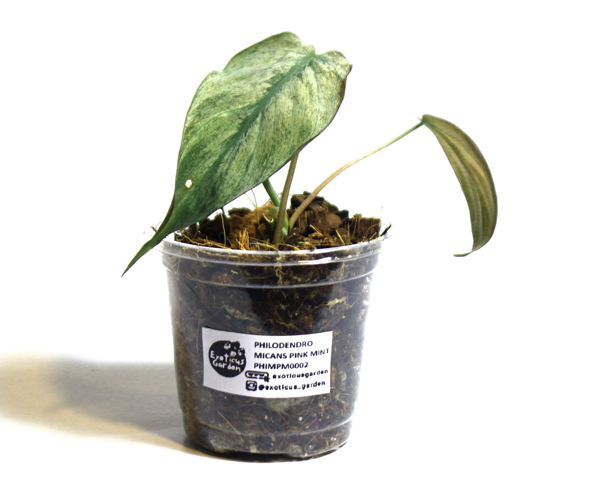 Philodendro Micans Mint