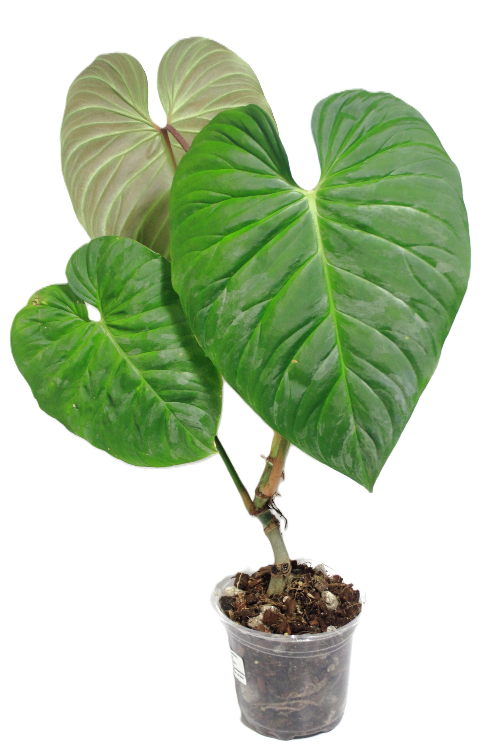 Philodendro Majestic XL