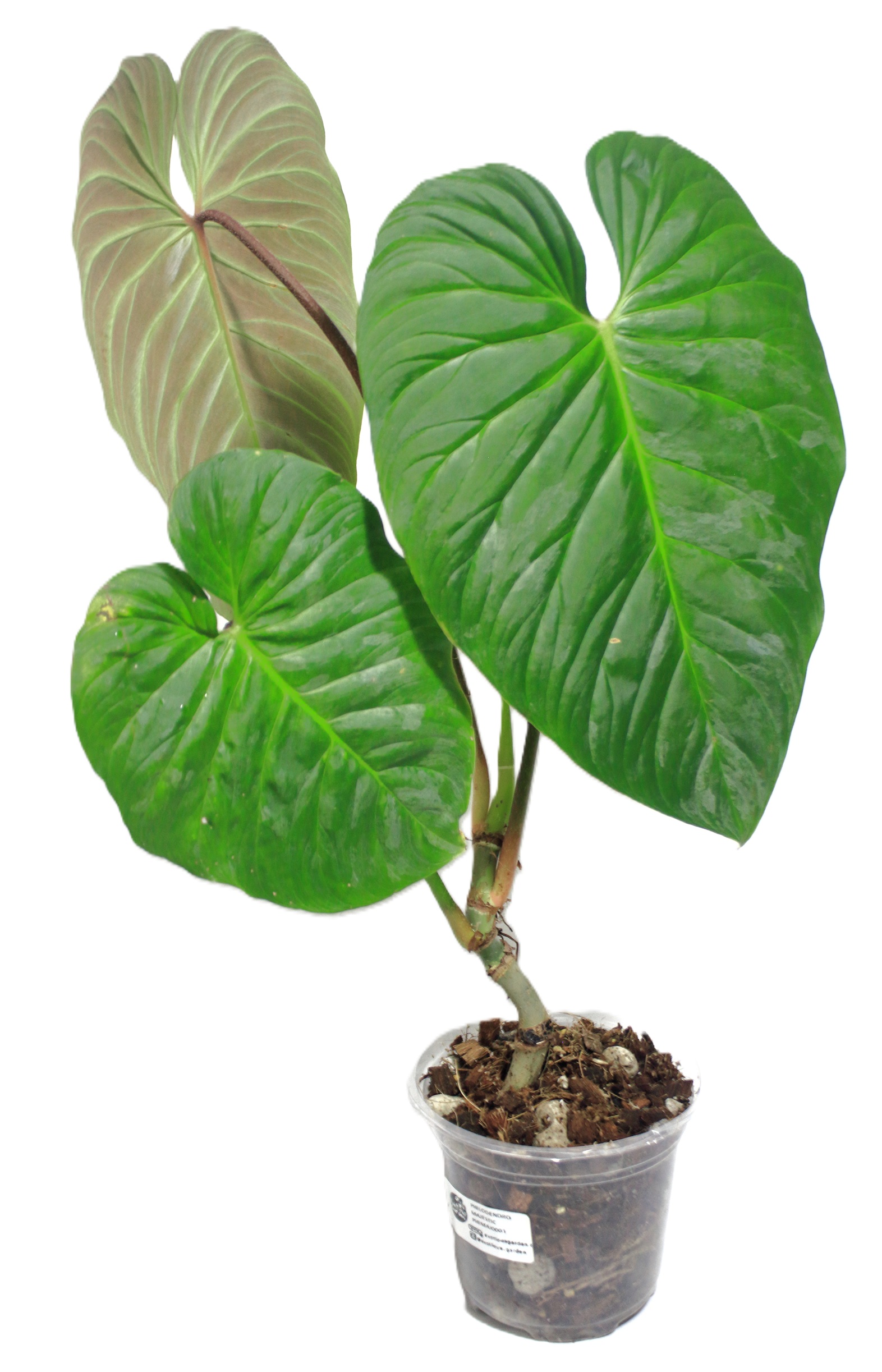 Philodendro Majestic XL - Imagen 3