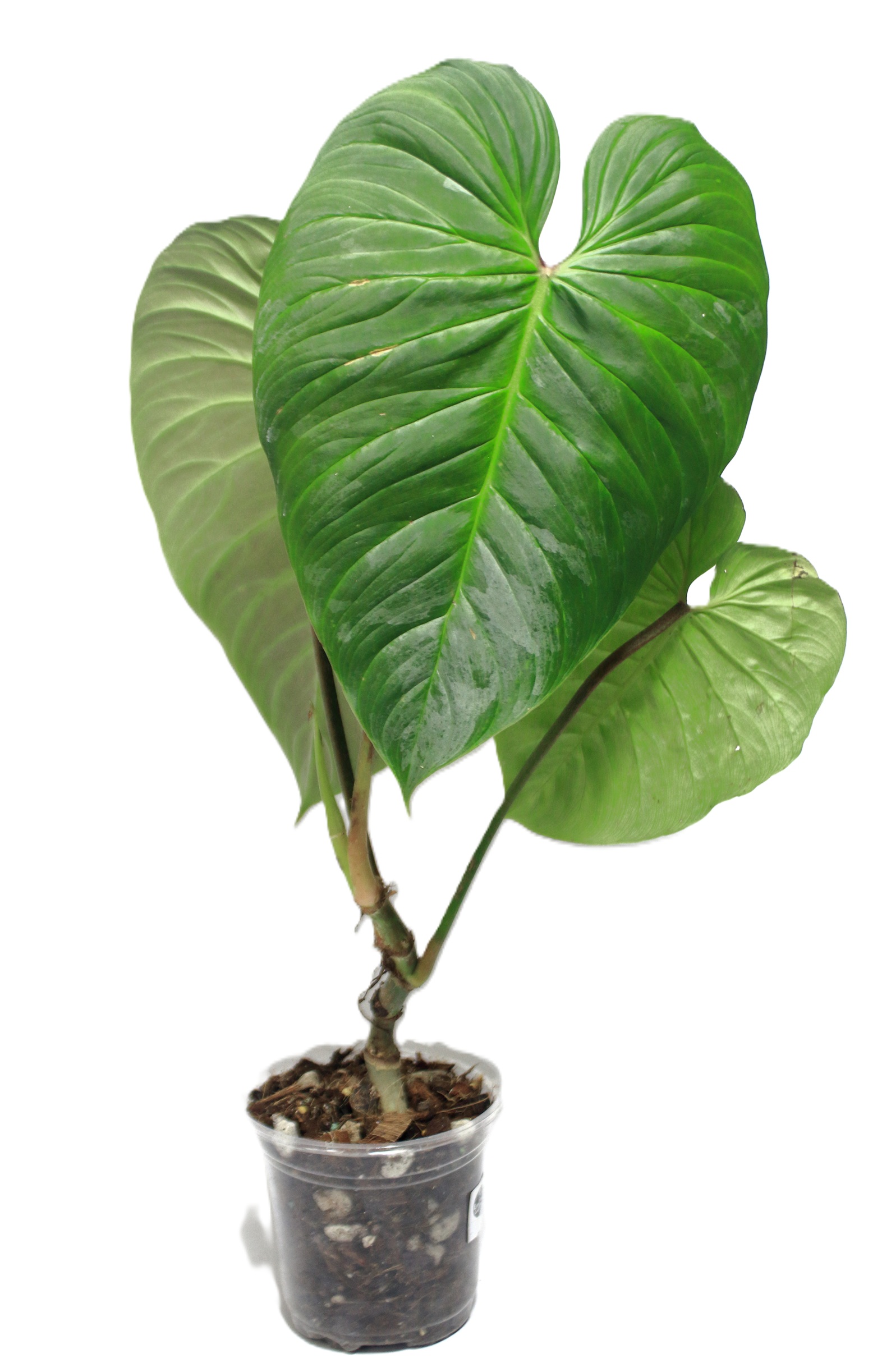 Philodendro Majestic XL - Imagen 2