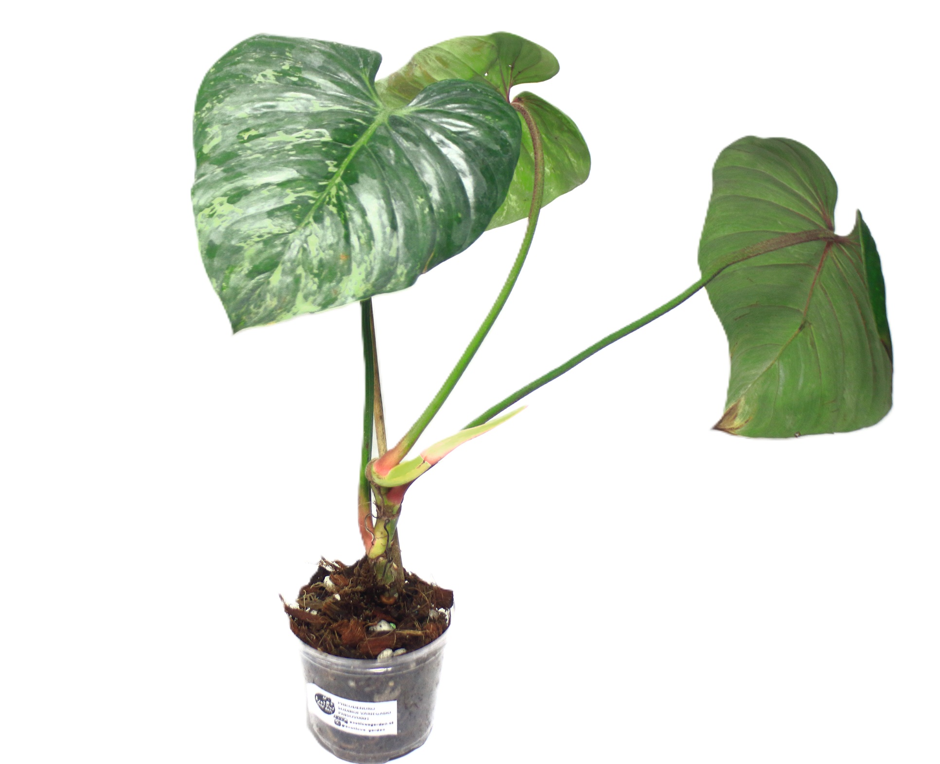 Philodendro Sodiroi Variegado