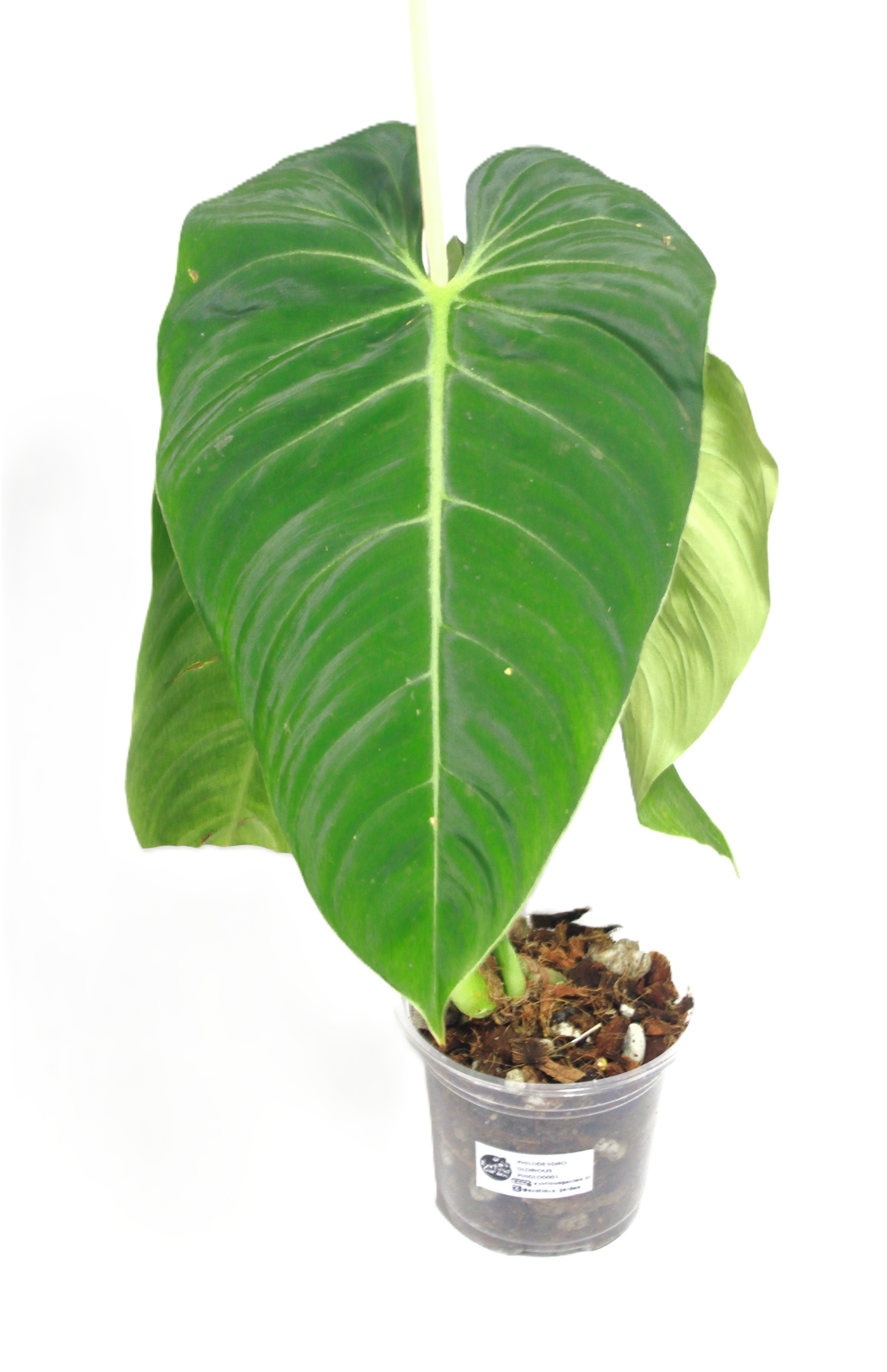 Philodendro Glorious