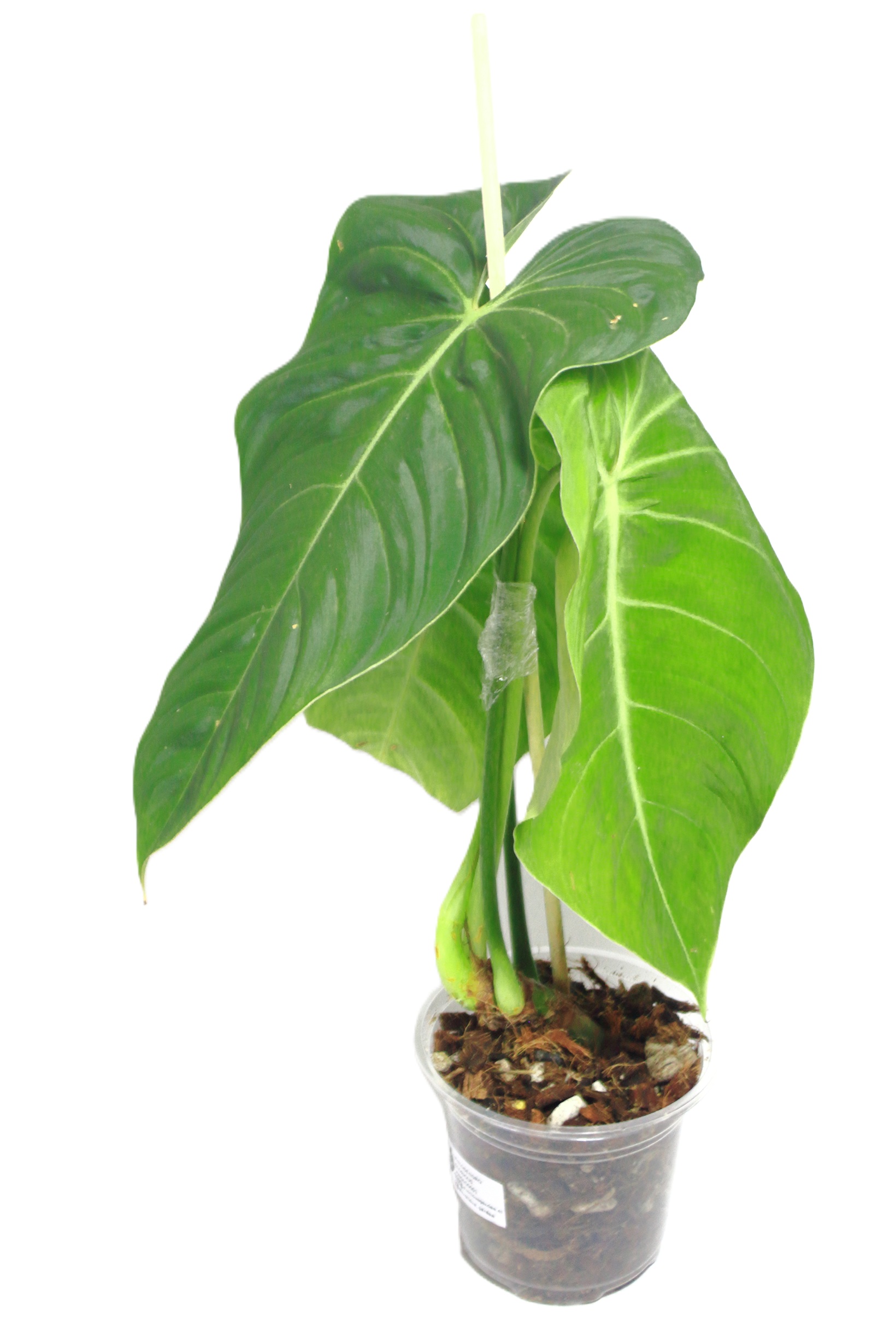 Philodendro Glorious - Imagen 2