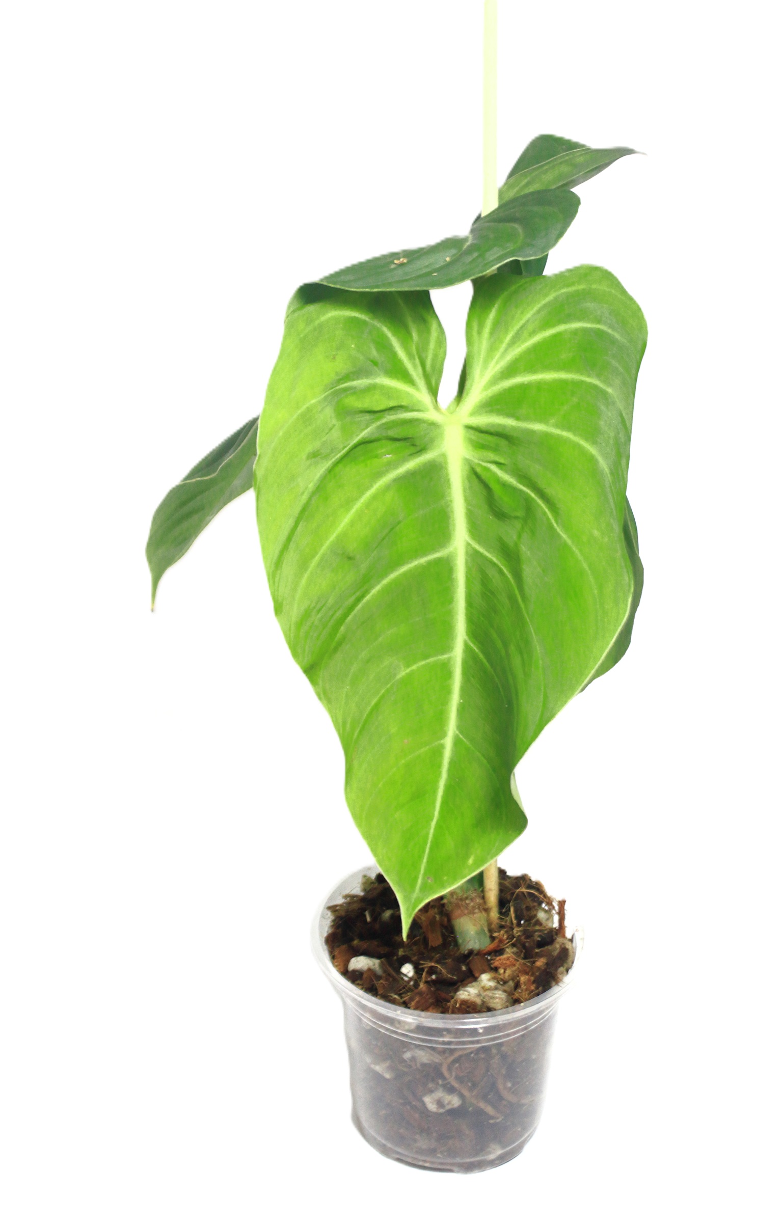 Philodendro Glorious - Imagen 3