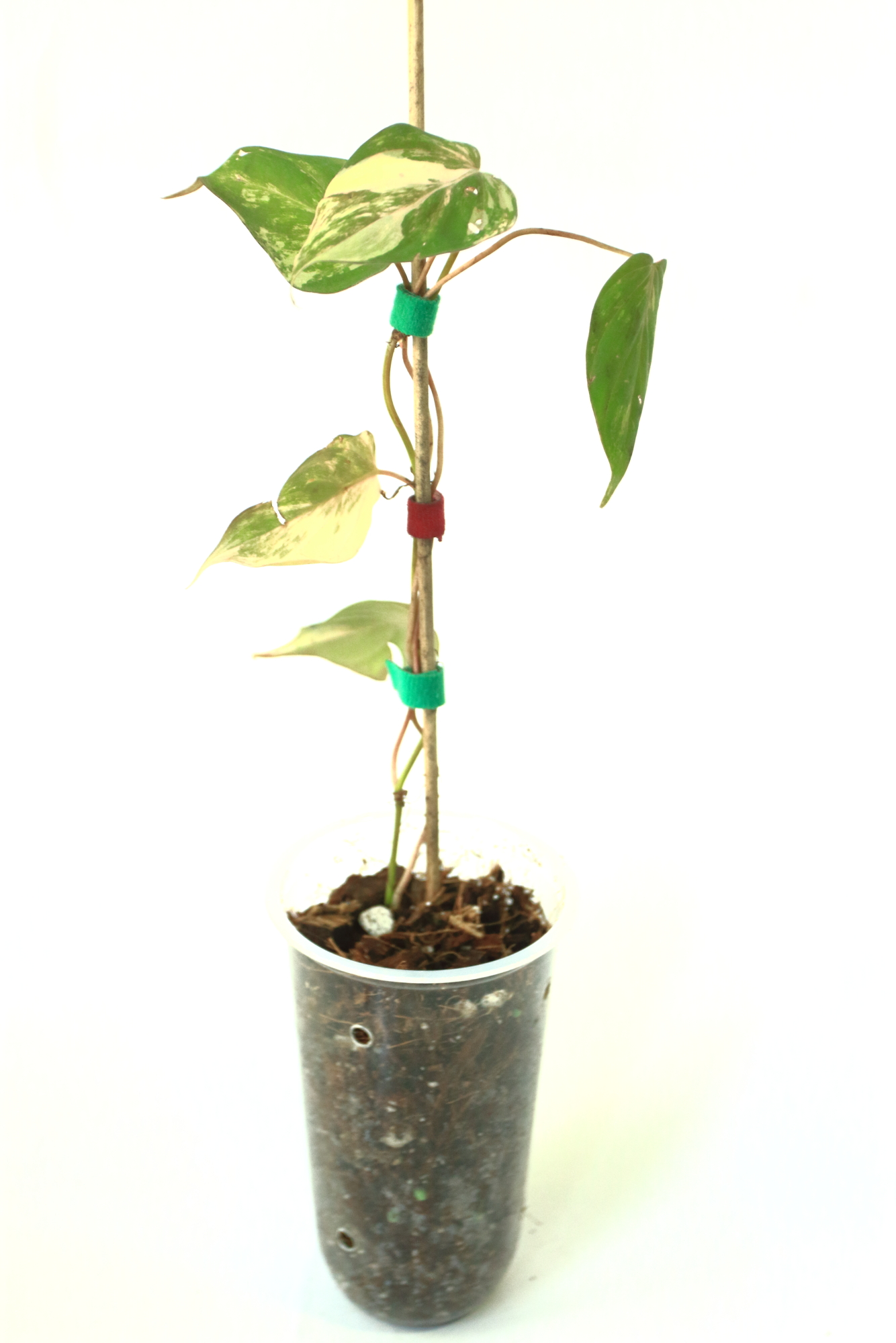 Philodendro Micans Variegado