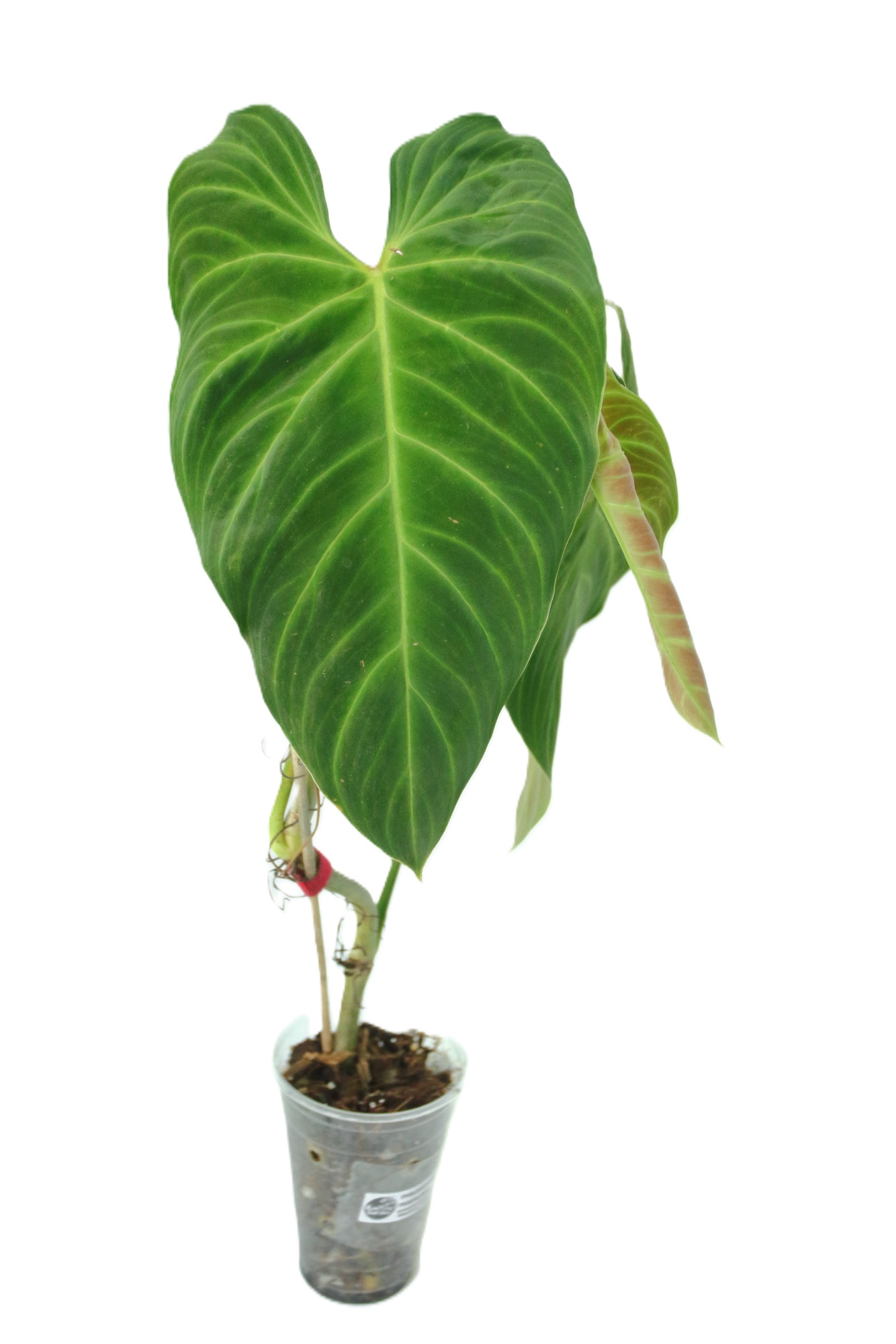 Philodendro Splendid