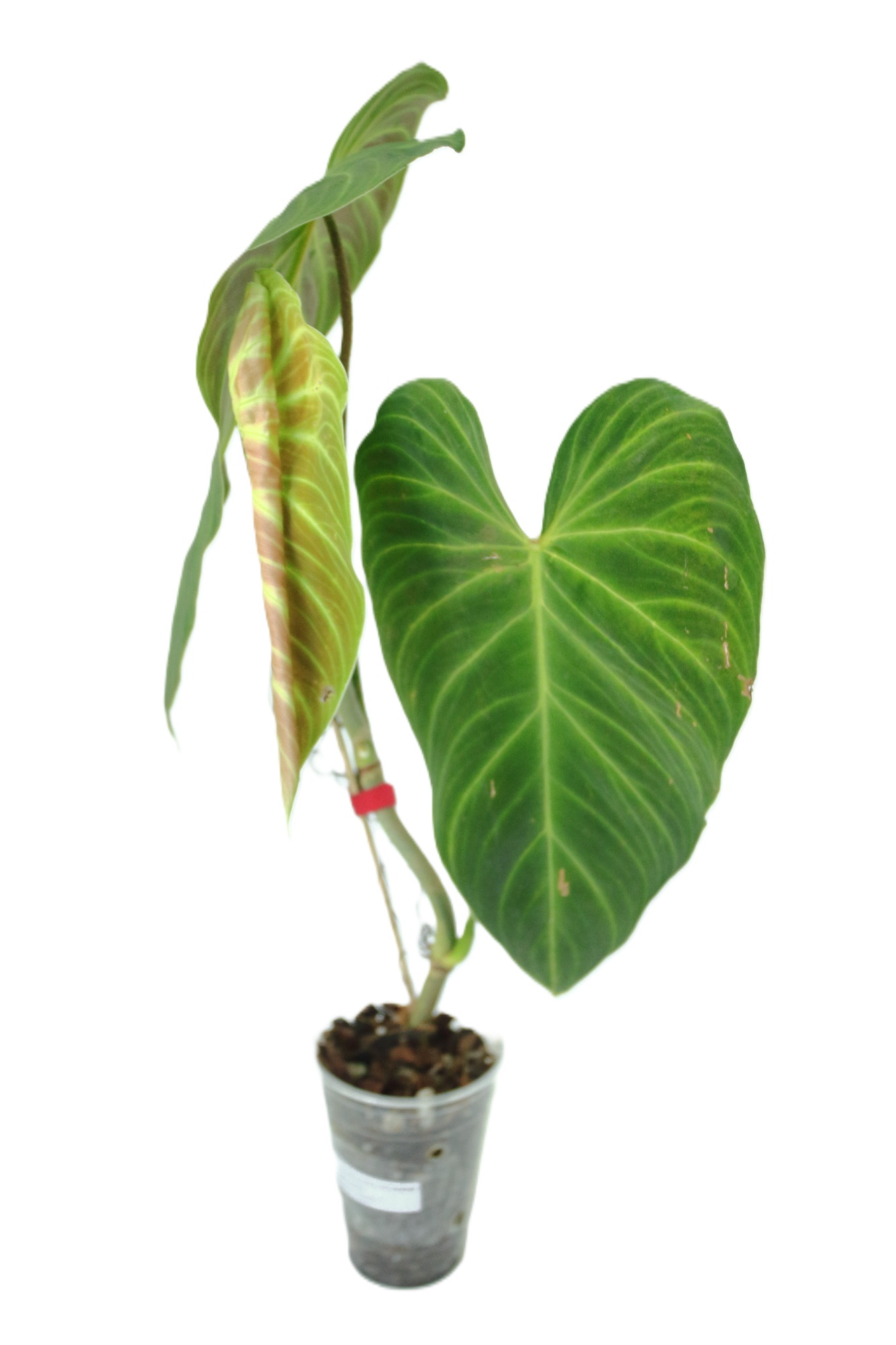 Philodendro Splendid - Imagen 3