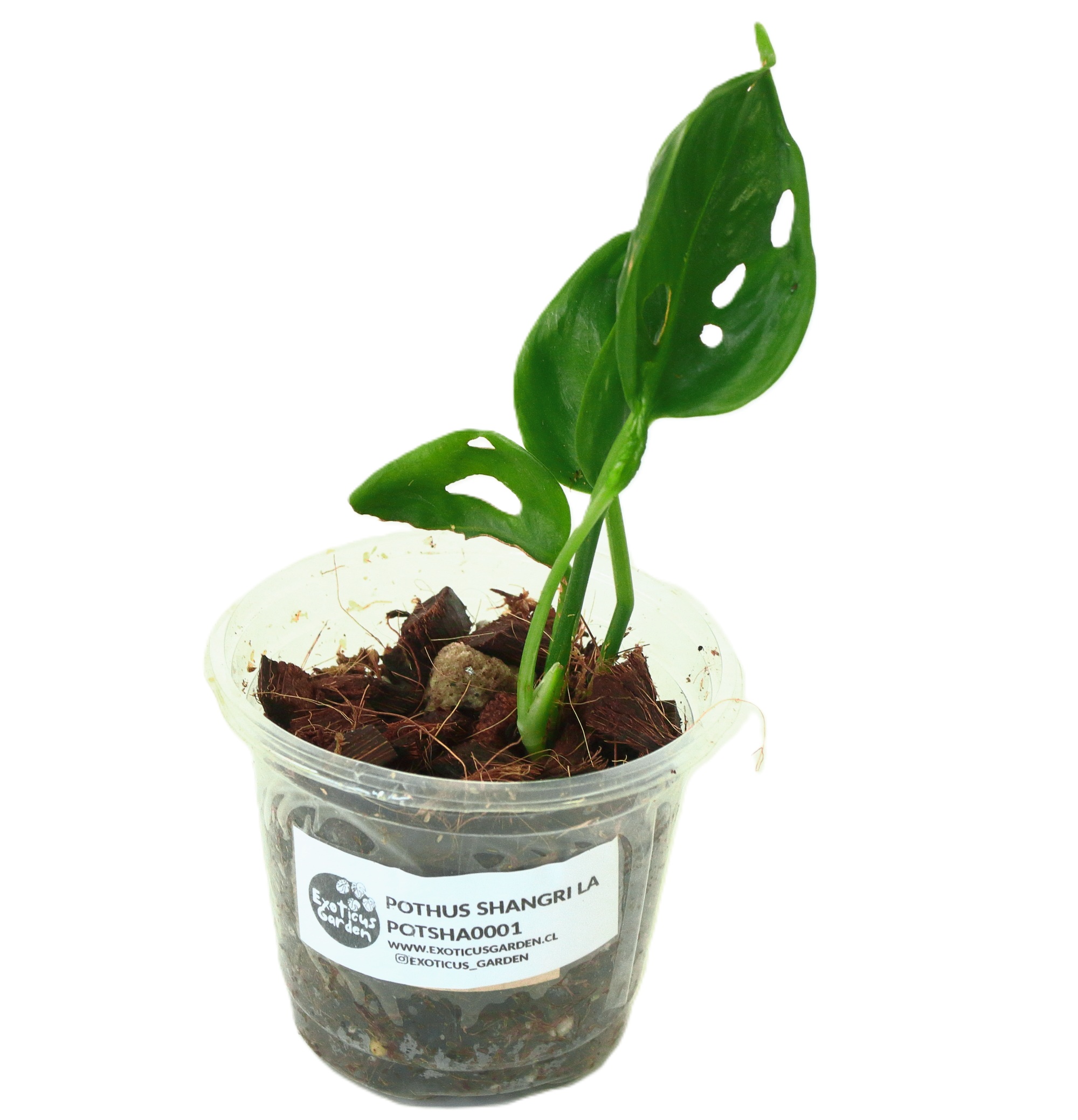 Pothus Shangri-La xs