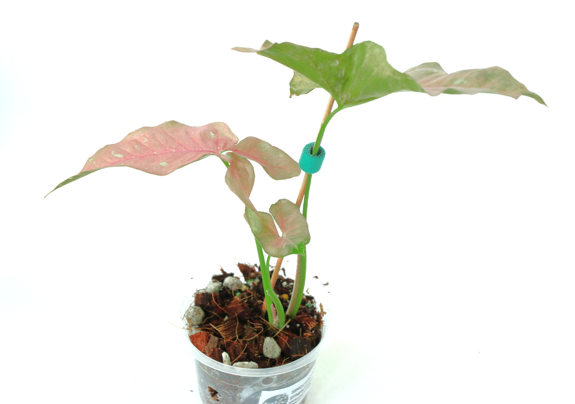 Singonio Pink Candy - Imagen 2