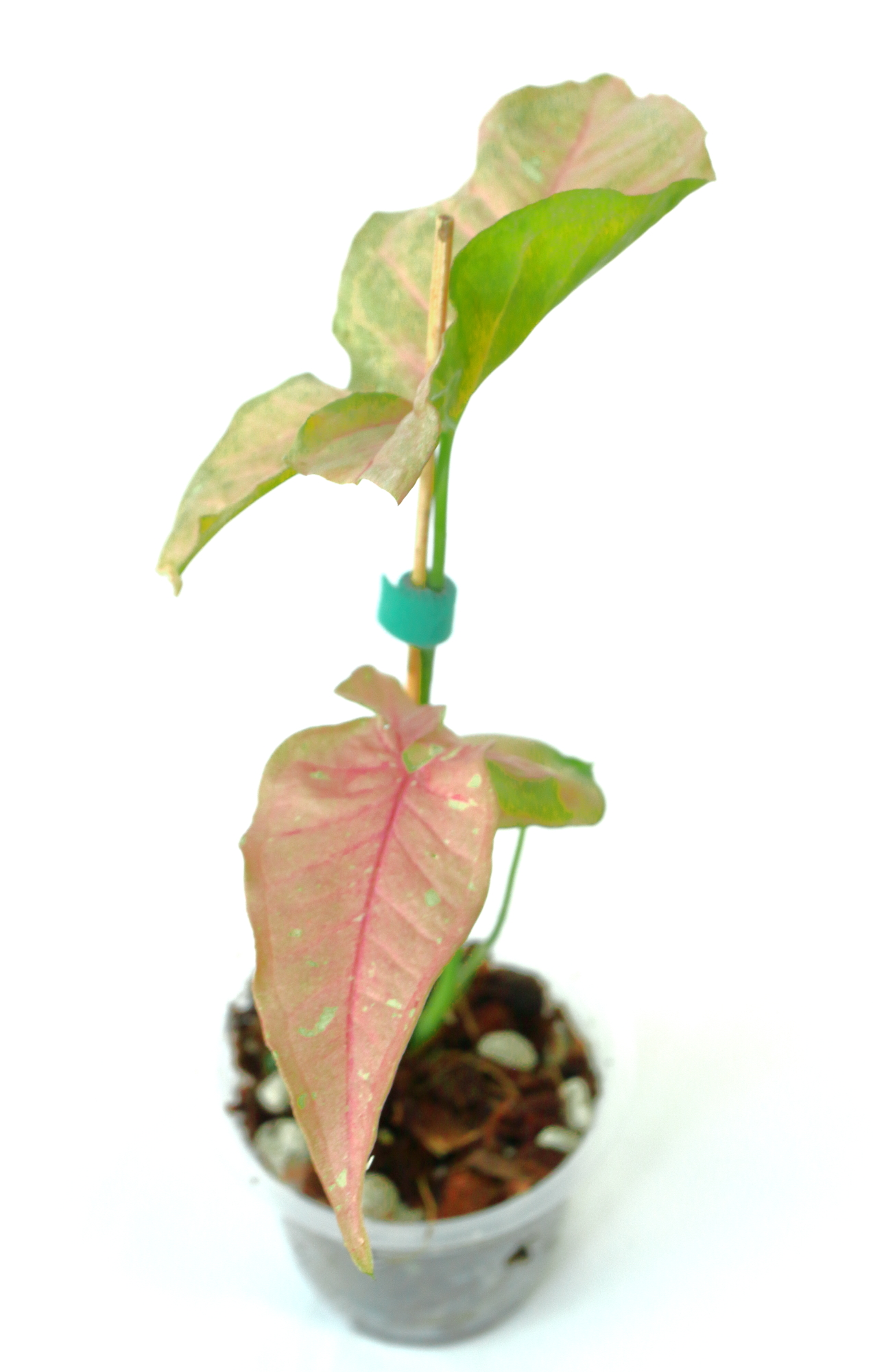 Singonio Pink Candy - Imagen 3