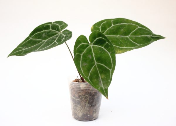 Anthurium Crystallinum - Imagen 2