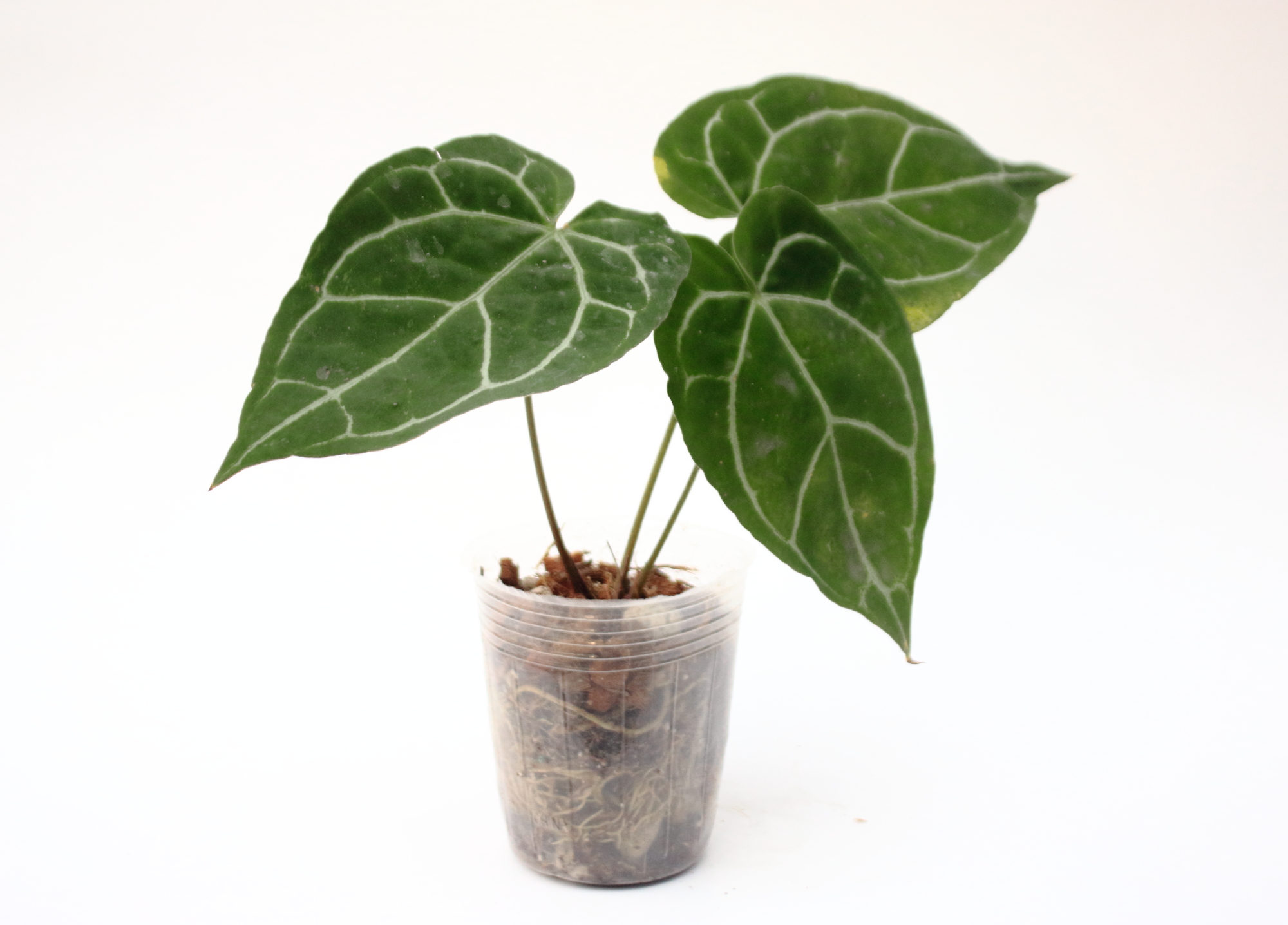 Anthurium Crystallinum
