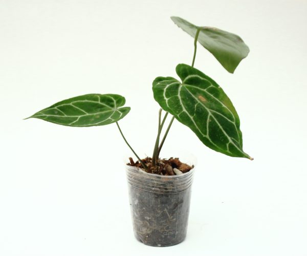 Anthurium Crystallinum