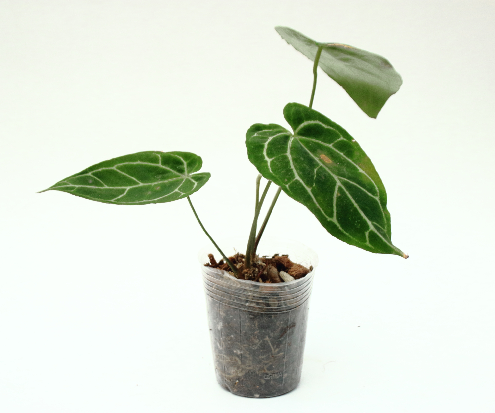 Anthurium Crystallinum