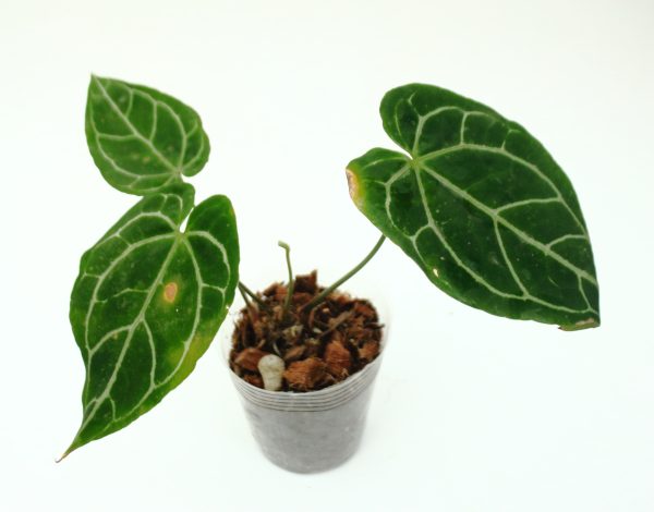 Anthurium Crystallinum - Imagen 2