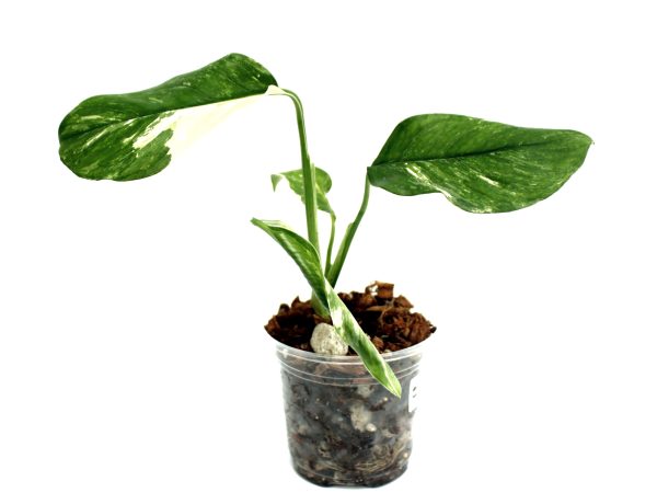 Monstera Lechleriana Variegada
