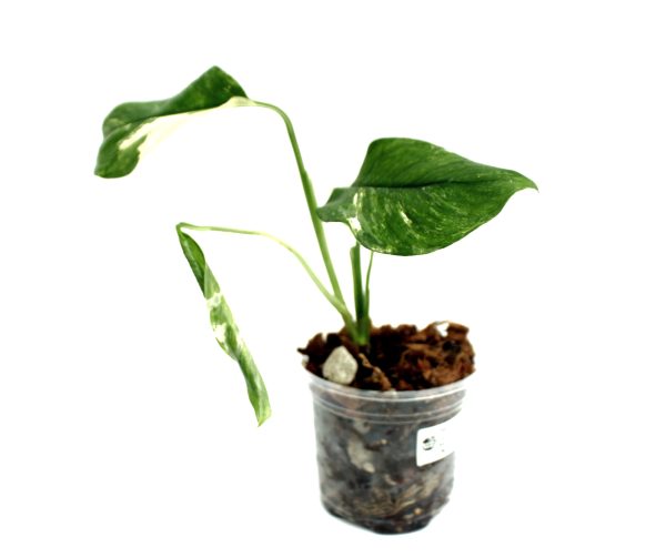 Monstera Lechleriana Variegada - Imagen 3