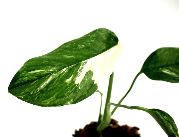 Monstera Lechleriana Variegada - Imagen 4