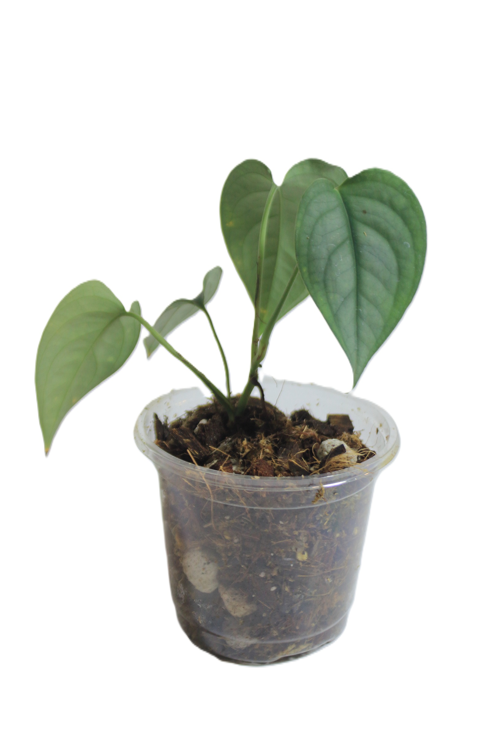 Scindapsus Lucens - Imagen 3