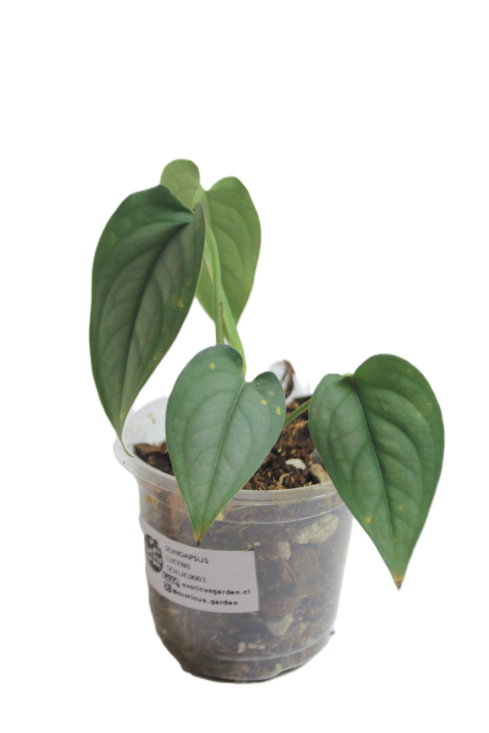 Scindapsus Lucens - Imagen 2