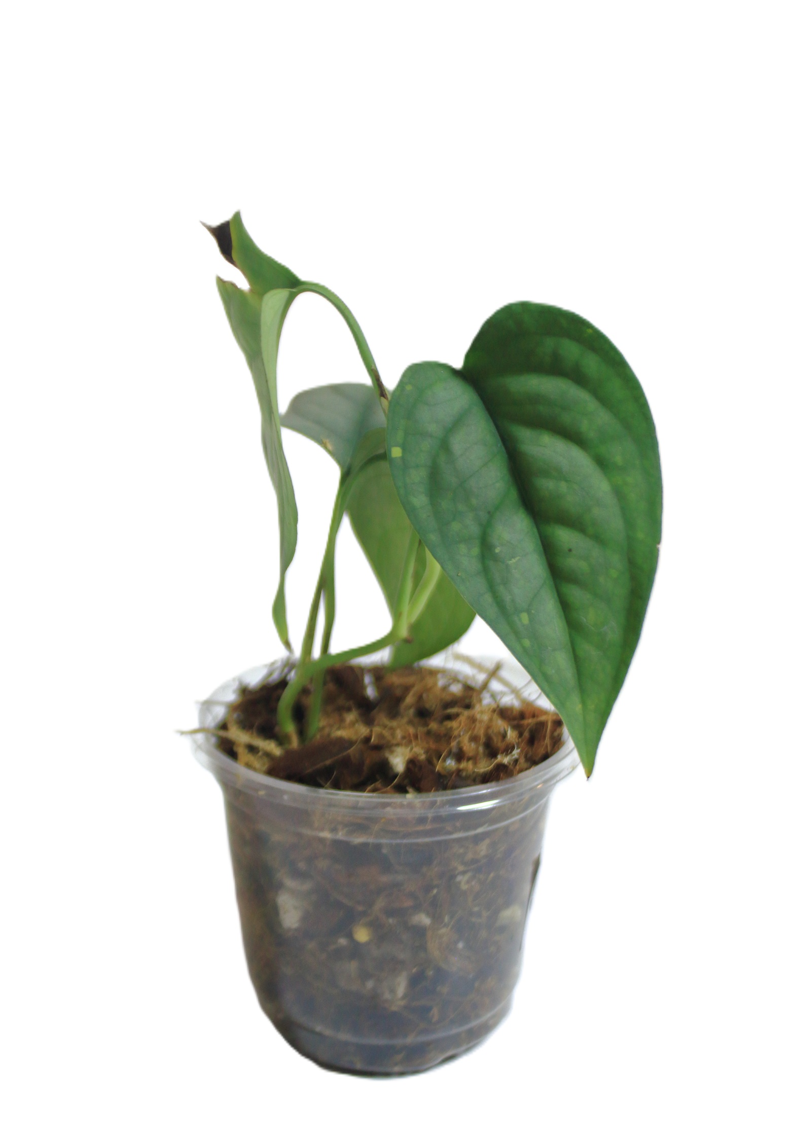 Scindapsus Lucens - Imagen 3