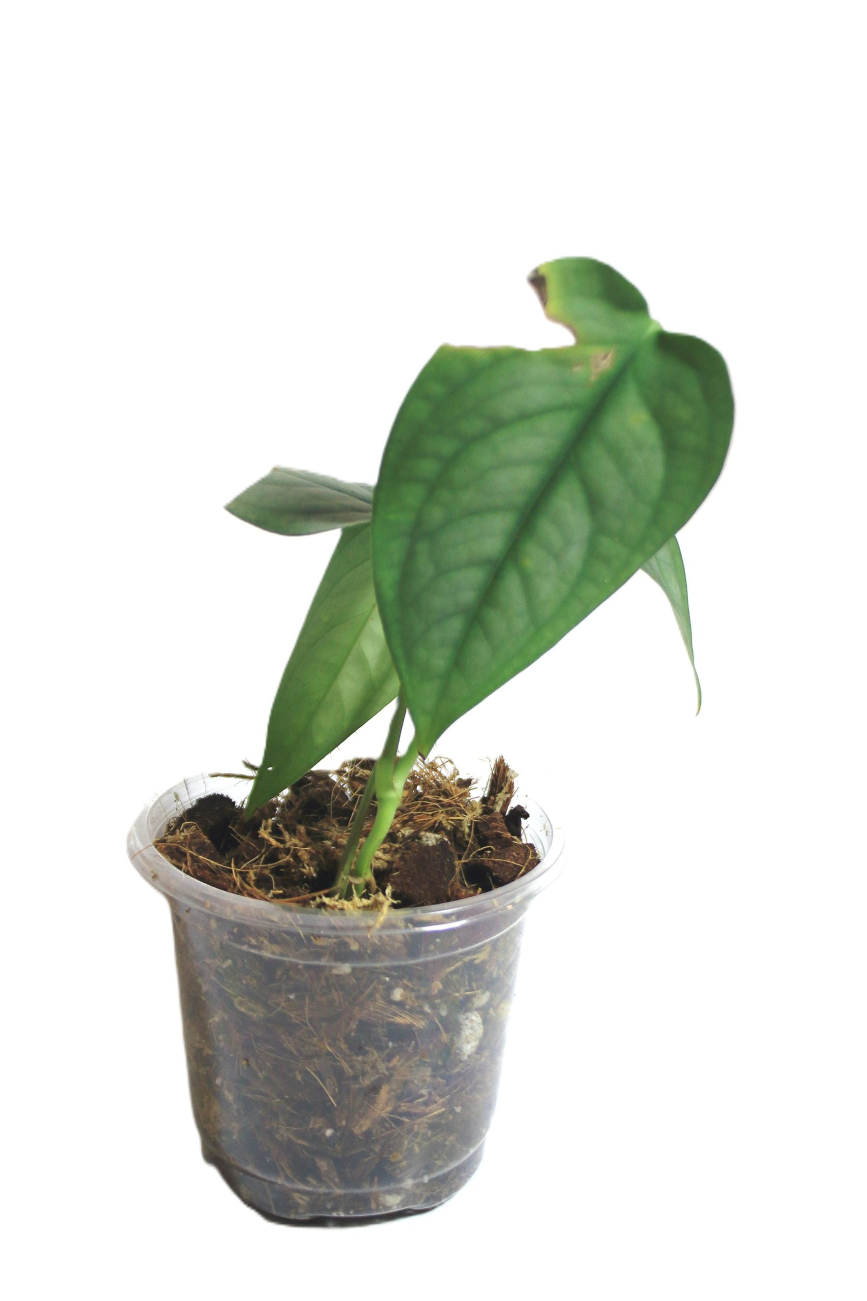 Scindapsus Lucens - Imagen 2