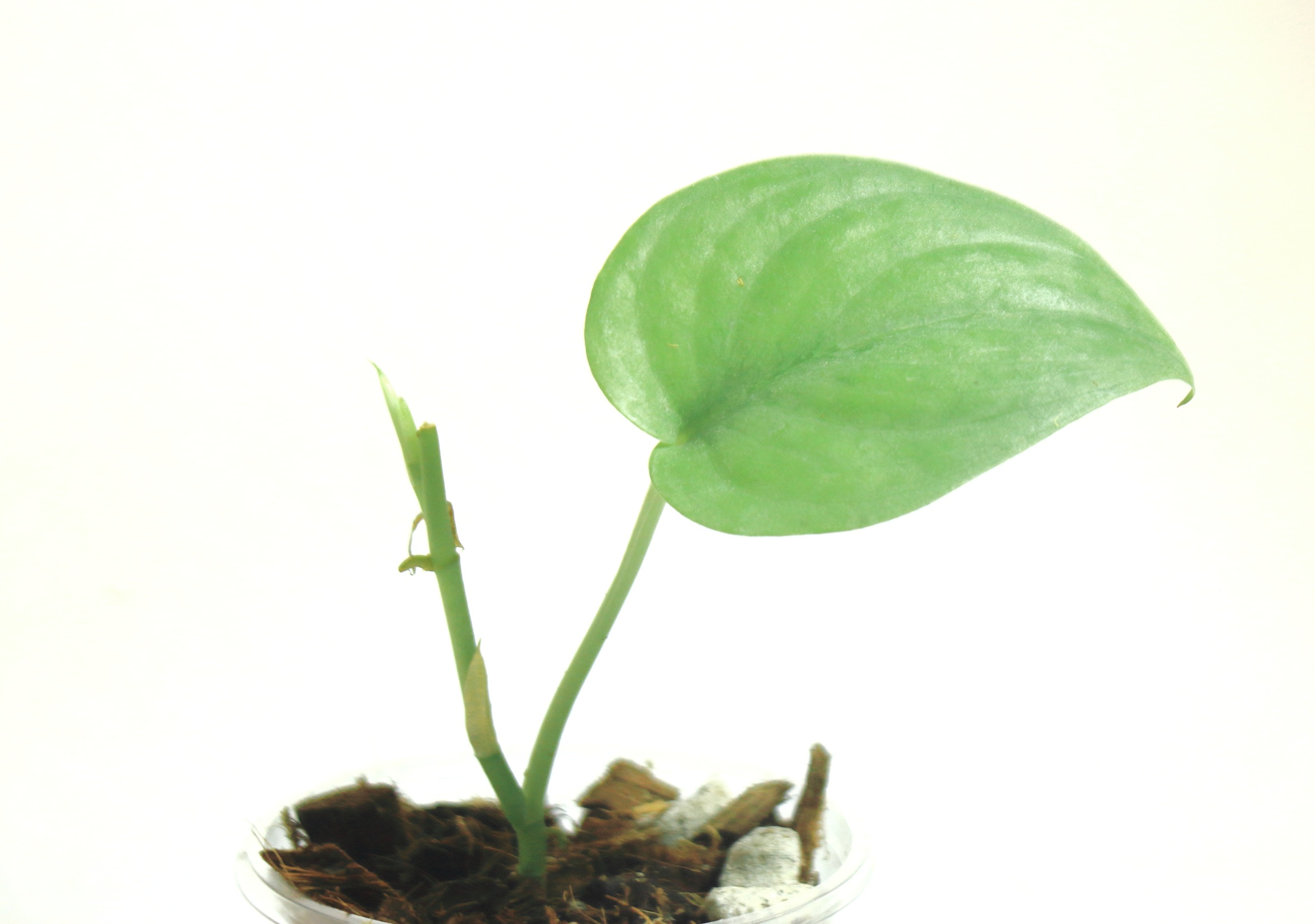 Scindapsus Tattoo - Imagen 2