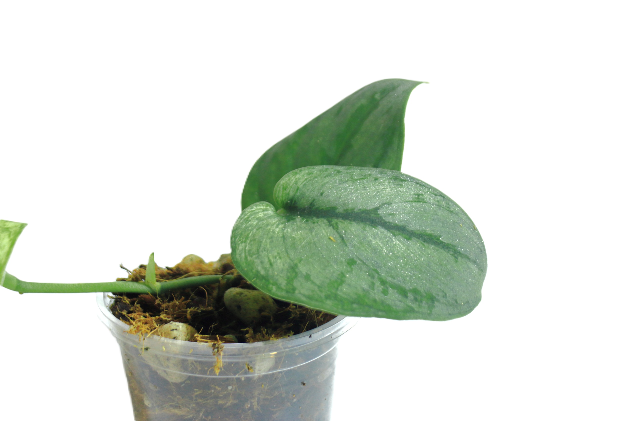 Scindapsus Hologram - Imagen 3