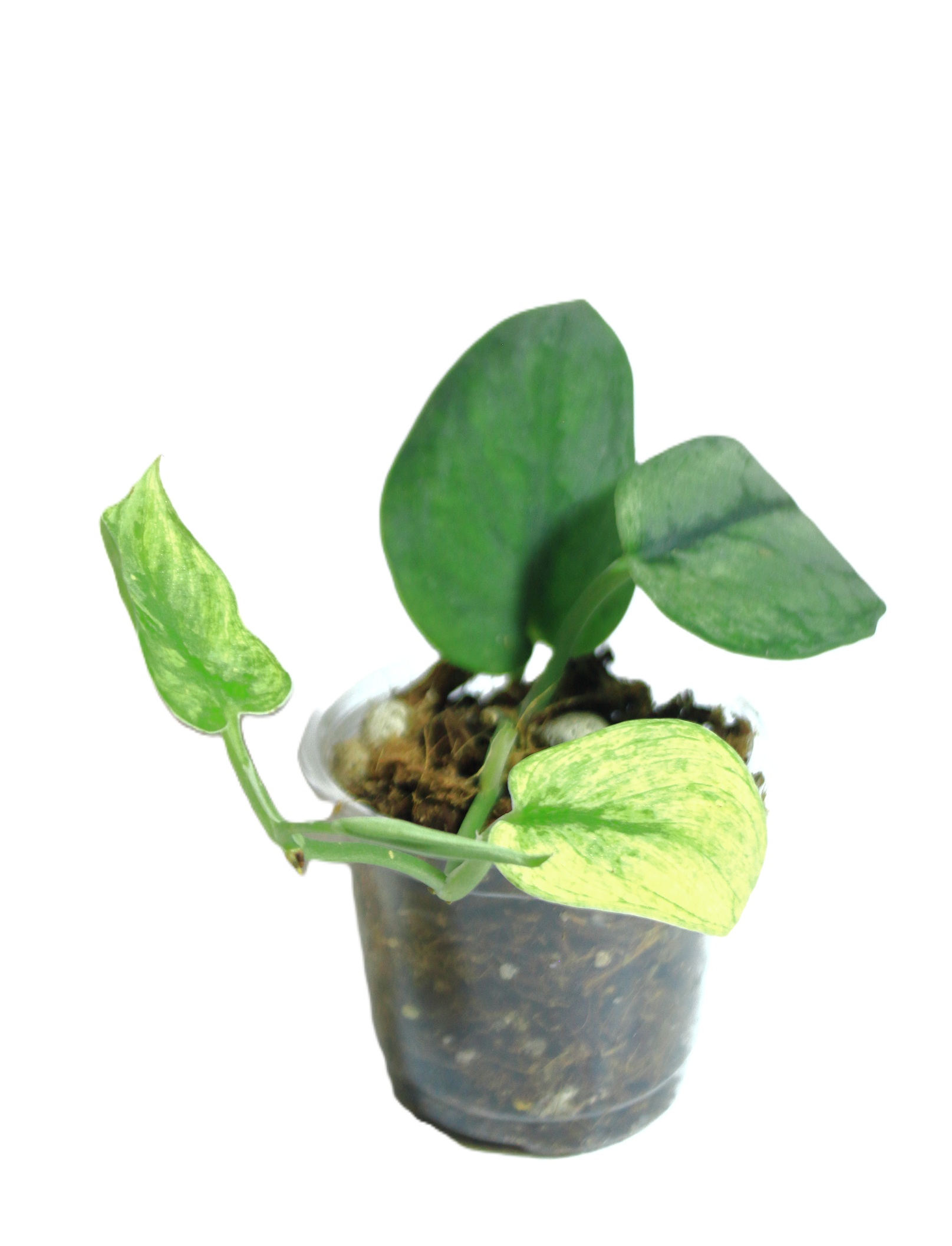 Scindapsus Hologram - Imagen 4