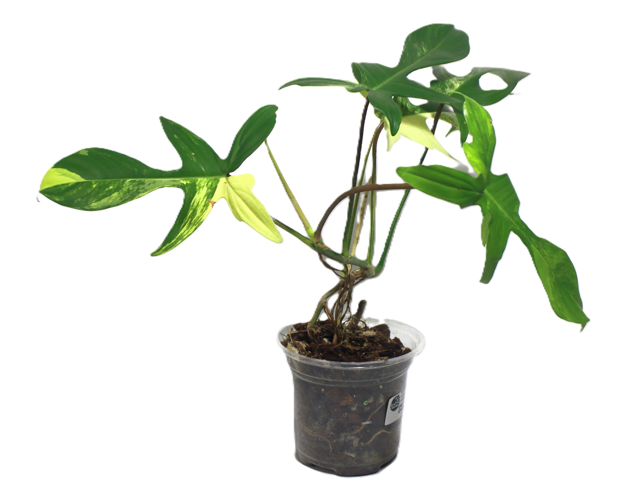 Philodendro Florida Beauty - Imagen 4