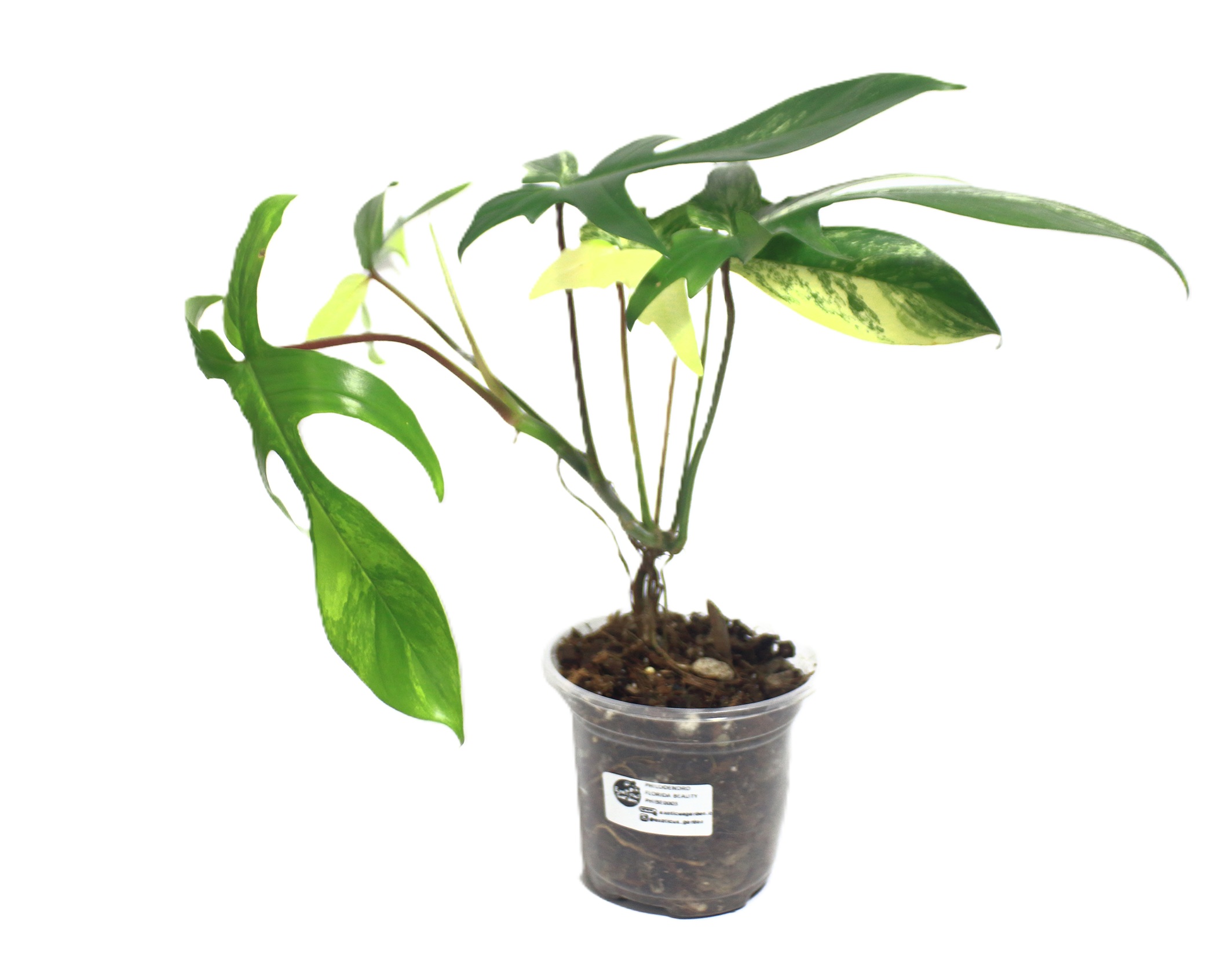 Philodendro Florida Beauty - Imagen 2