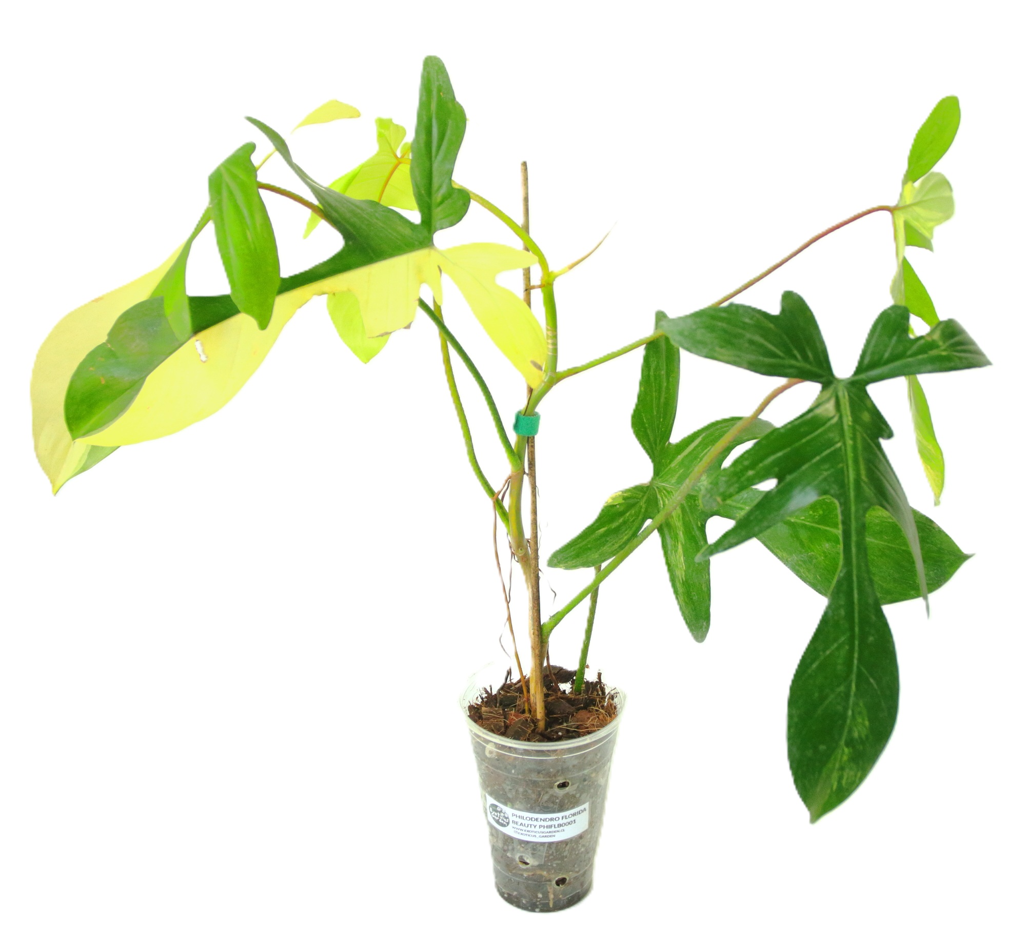 Philodendro Florida Beauty