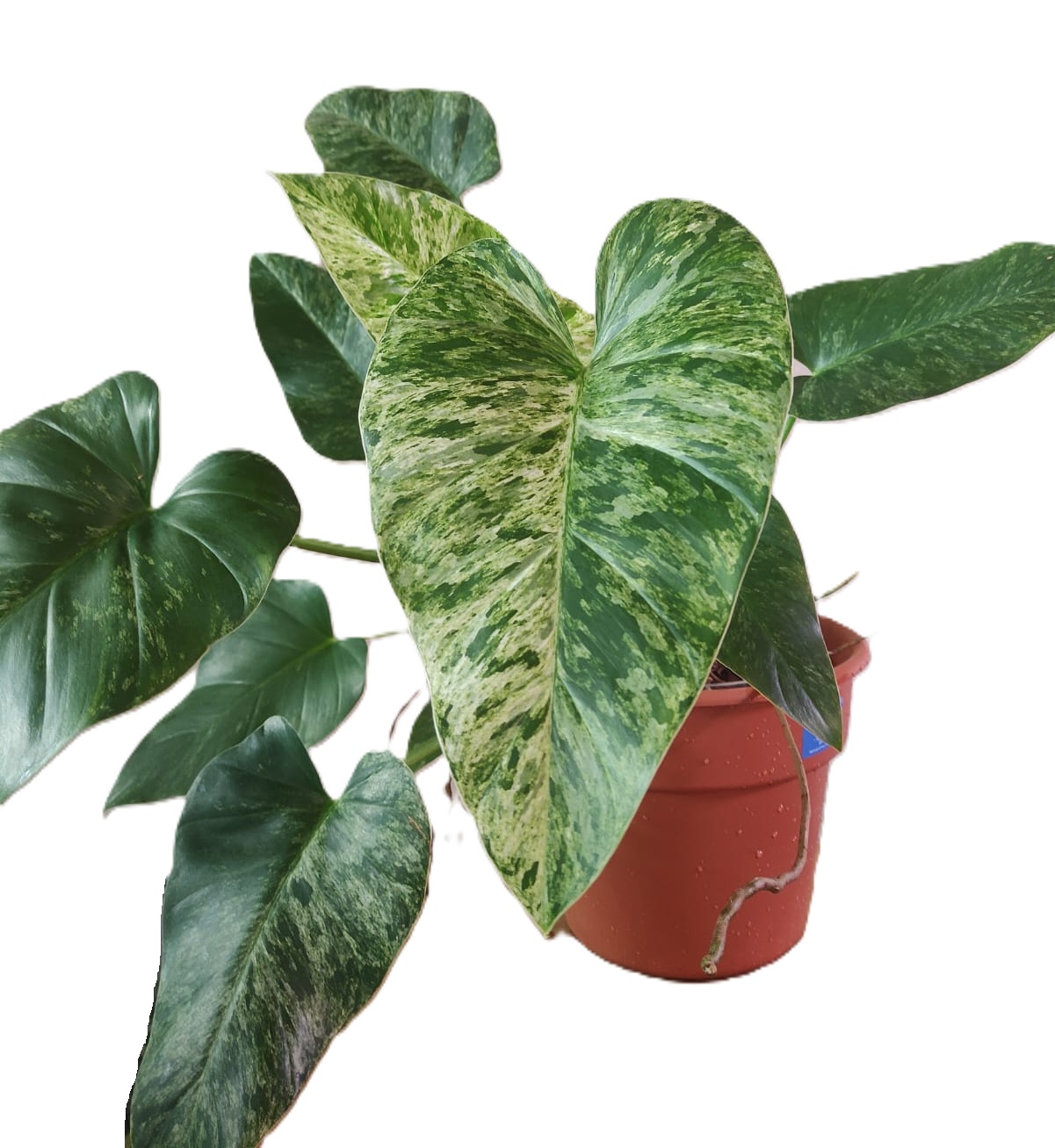 Philodendro Giganteum Marble XL
