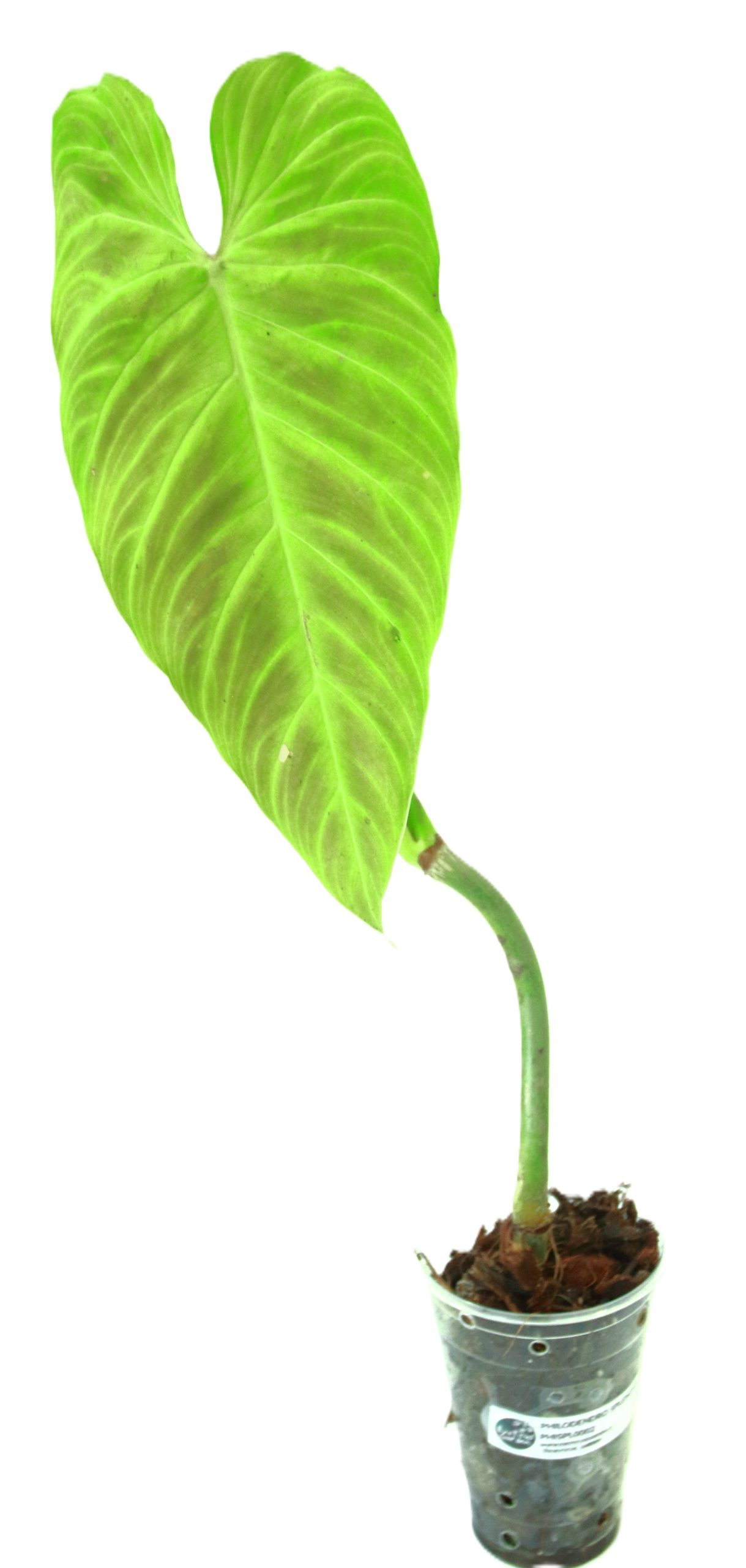 Philodendro Splendid