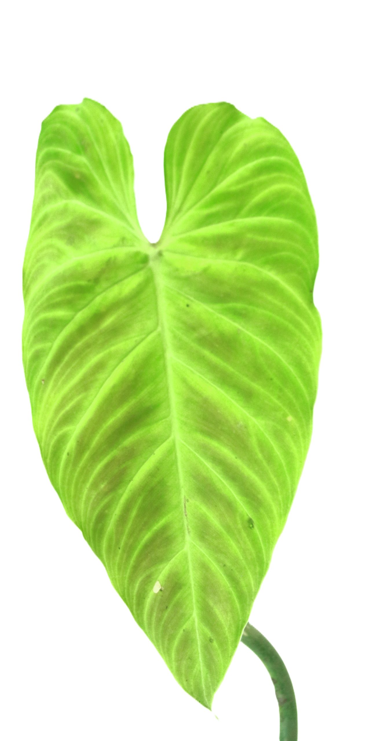 Philodendro Splendid - Imagen 2