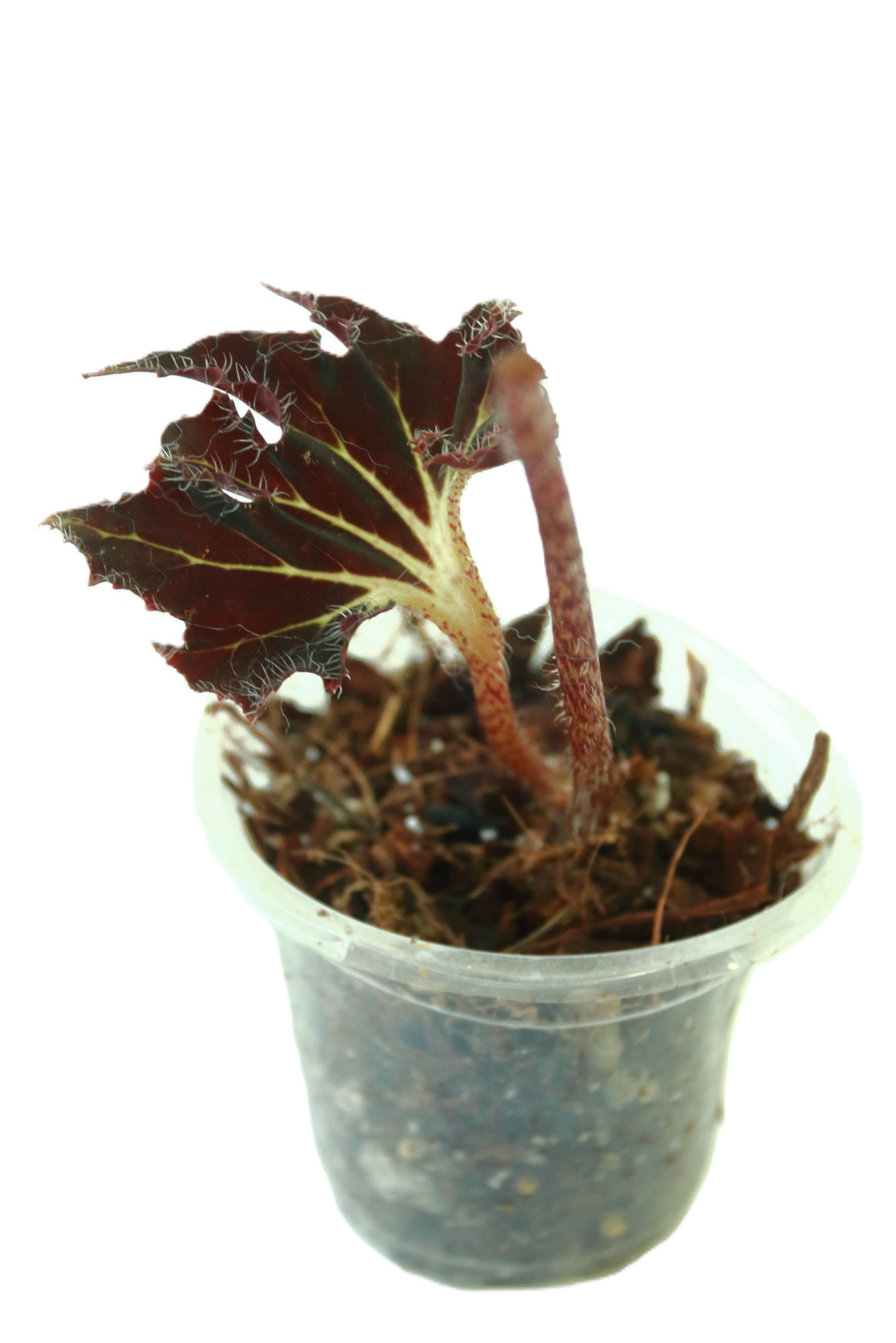 Begonia Black Fang