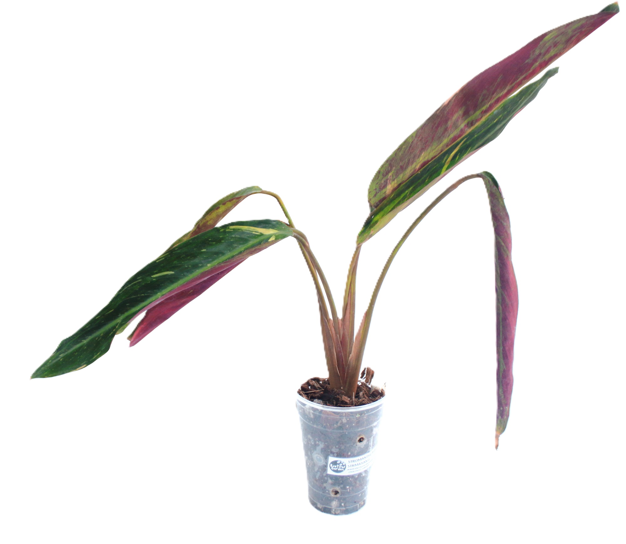 Stromanthe Magic Star