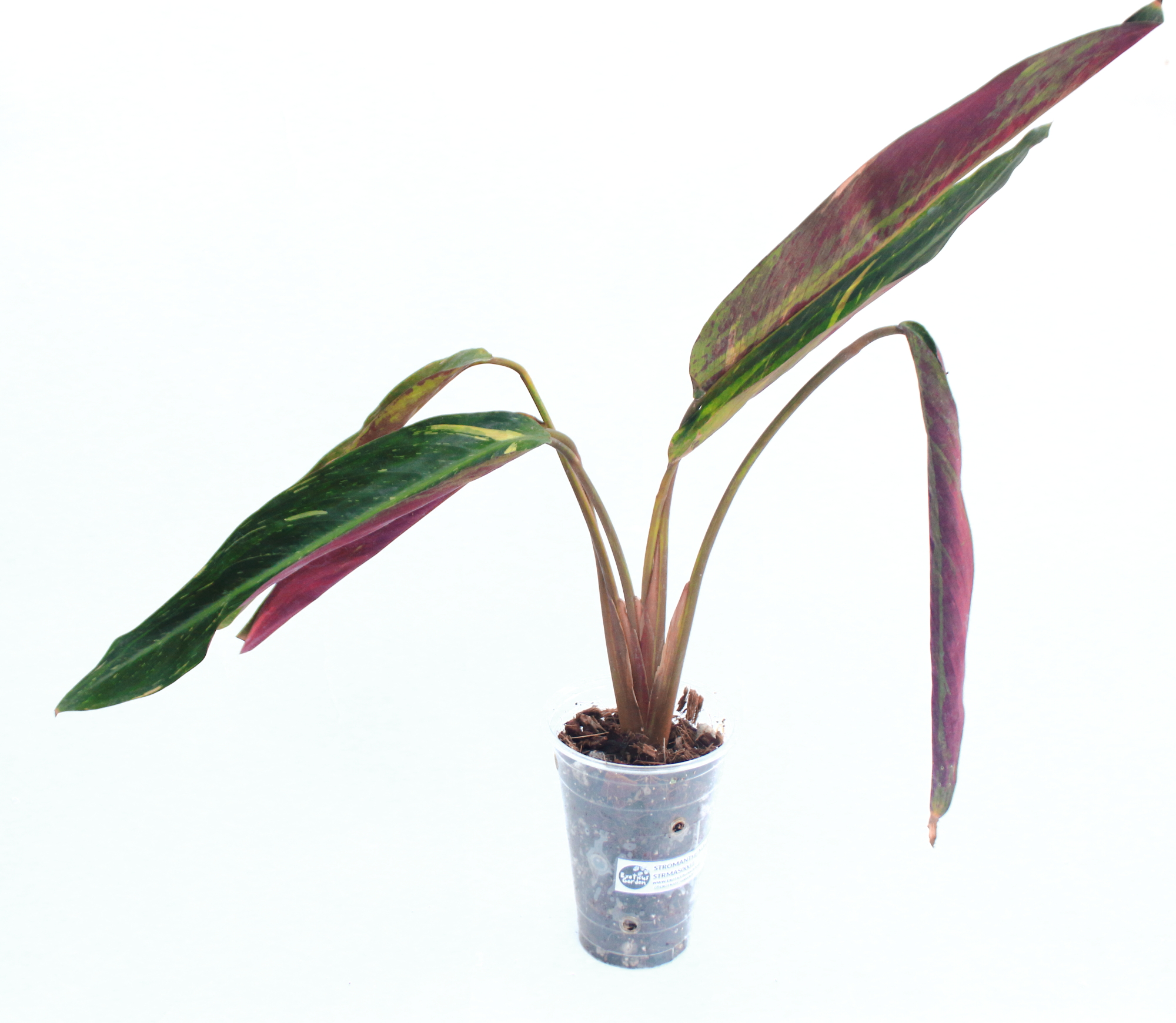 Stromanthe Magic Star