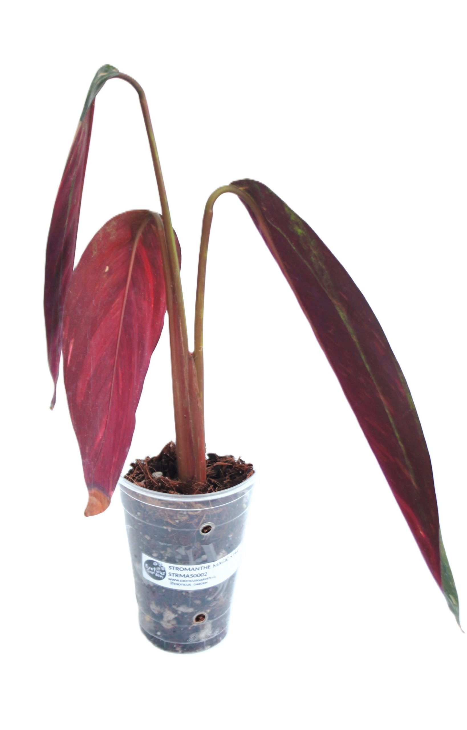 Stromanthe Magic Star