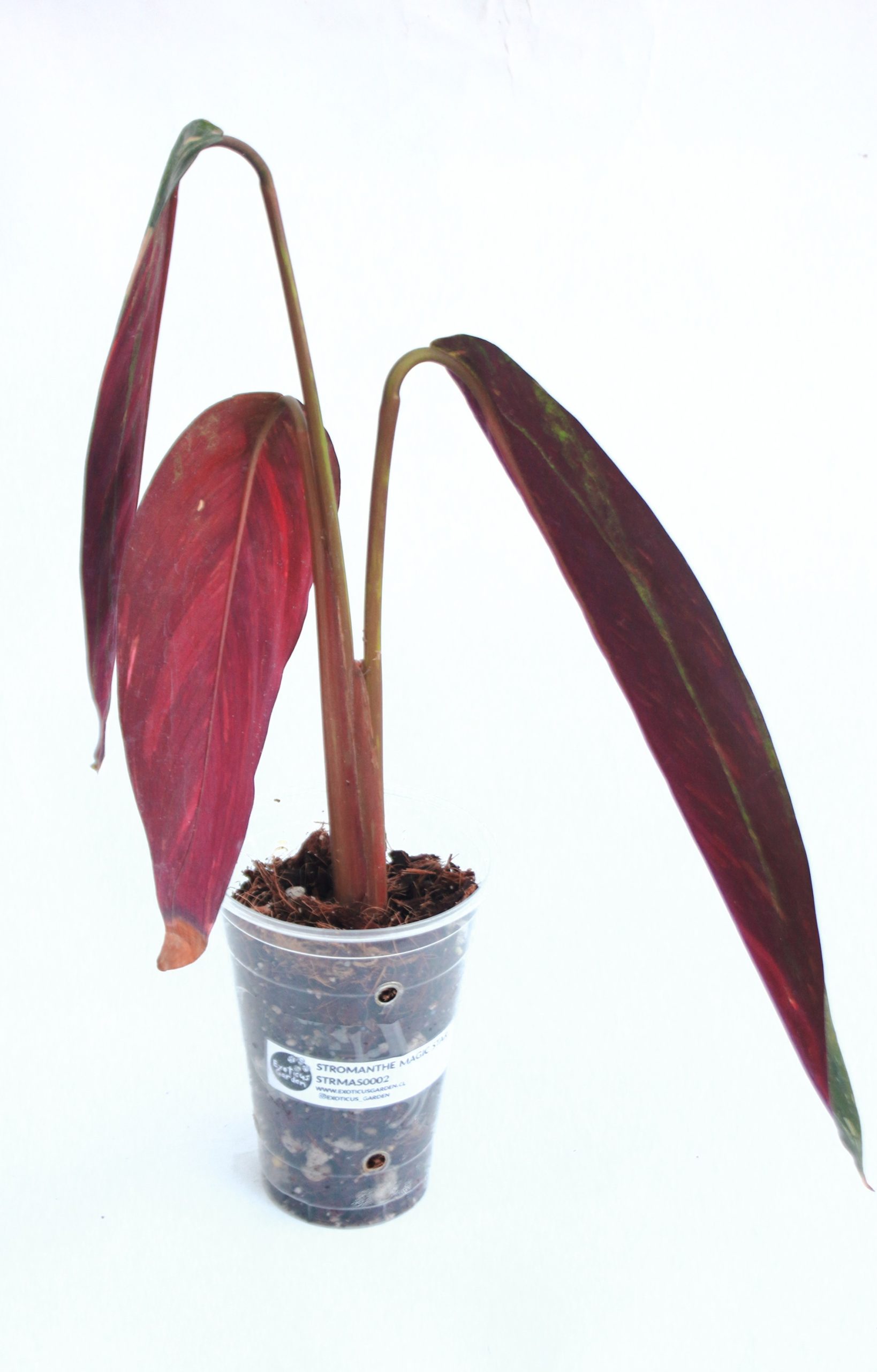 Stromanthe Magic Star