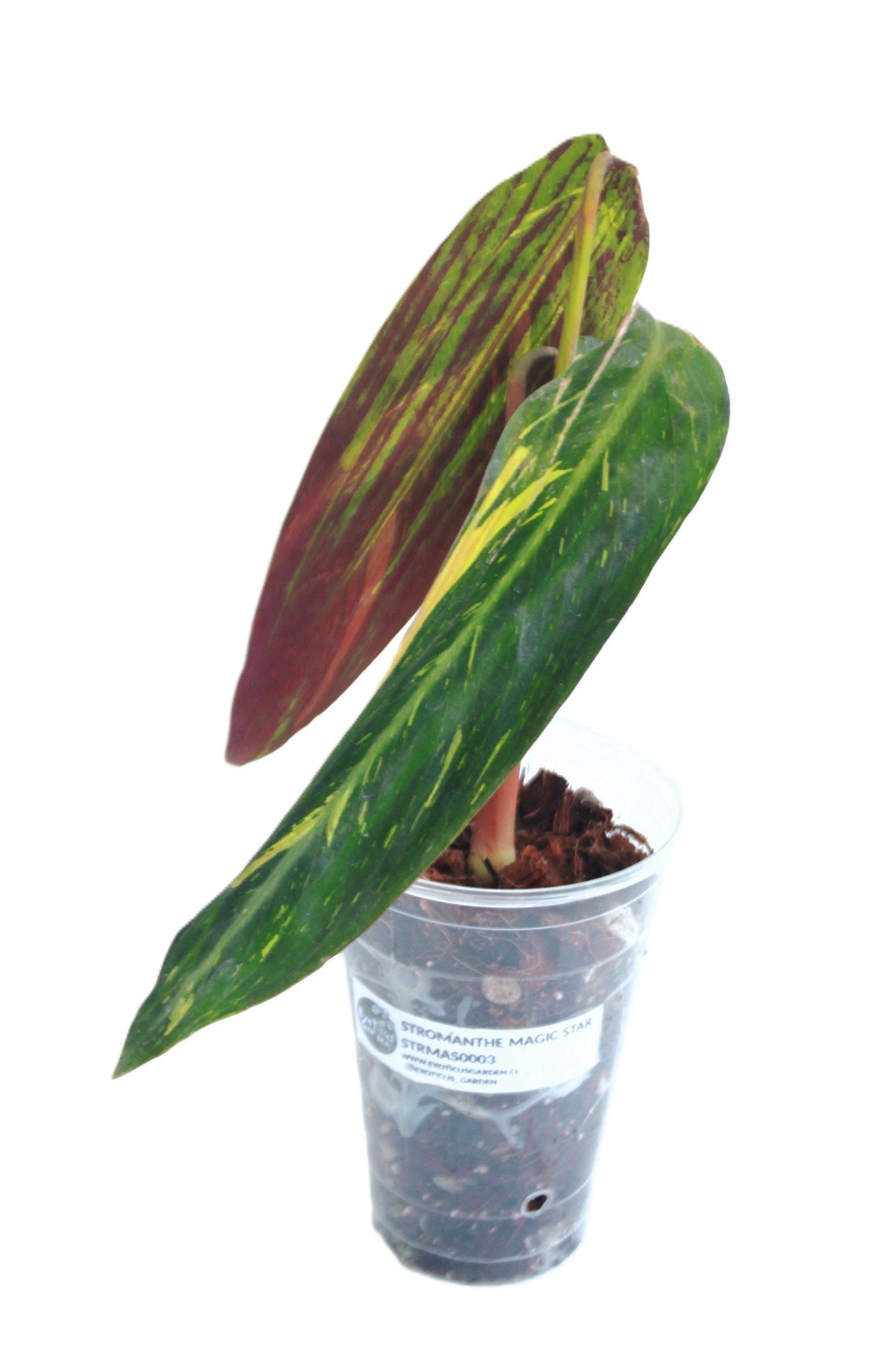 Stromanthe Magic Star