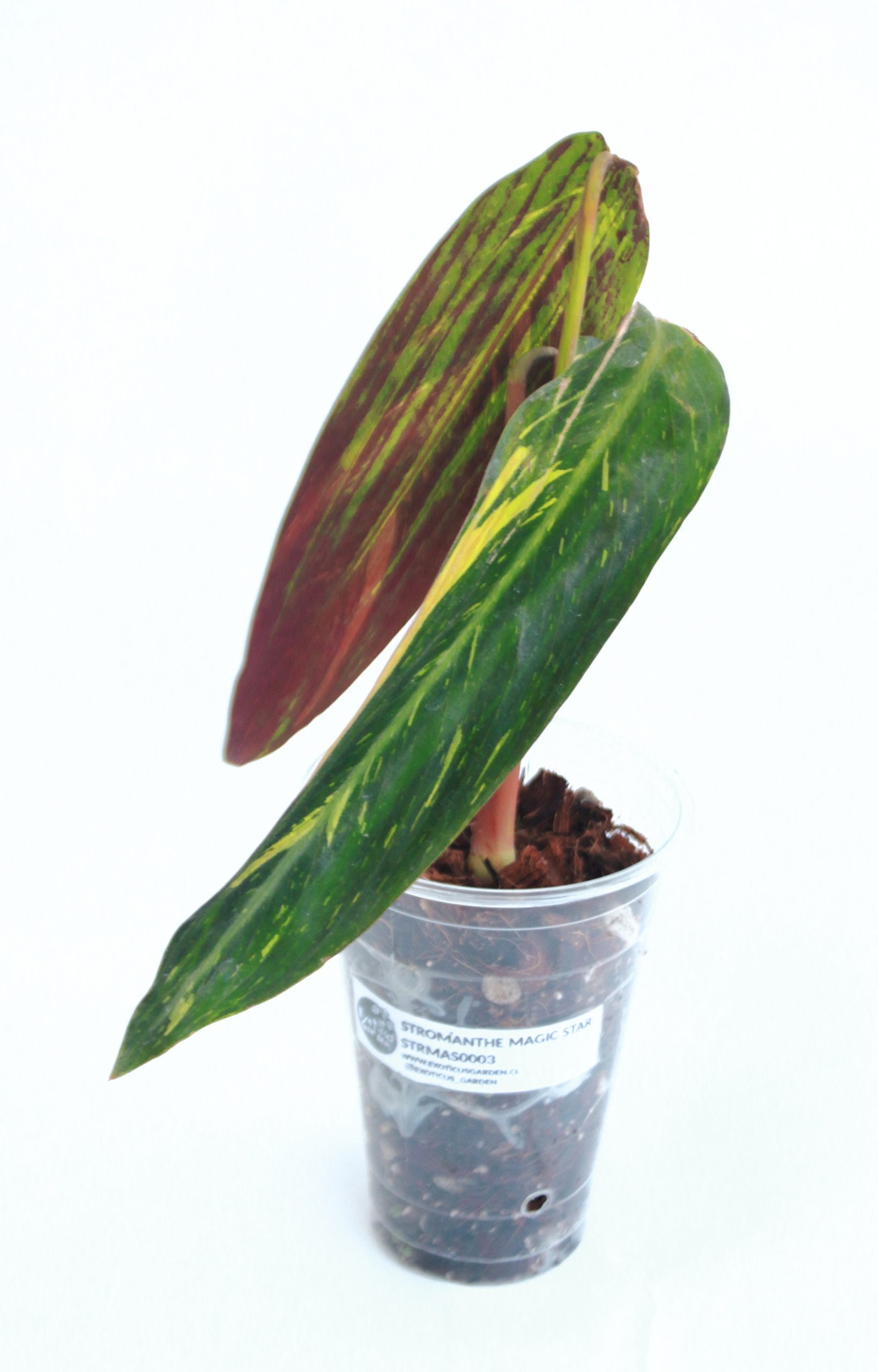 Stromanthe Magic Star