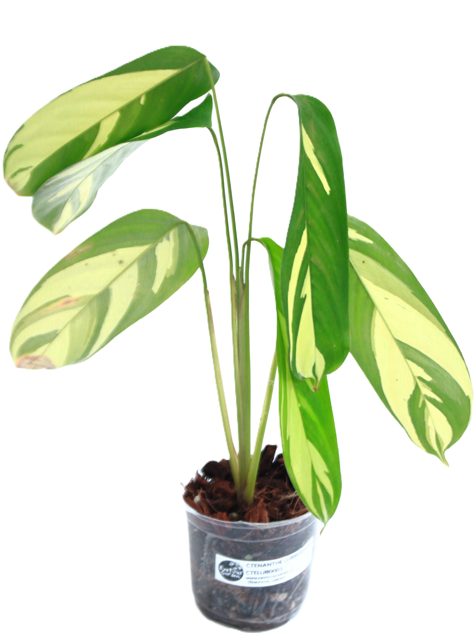 Ctenanthe Lubbersiana