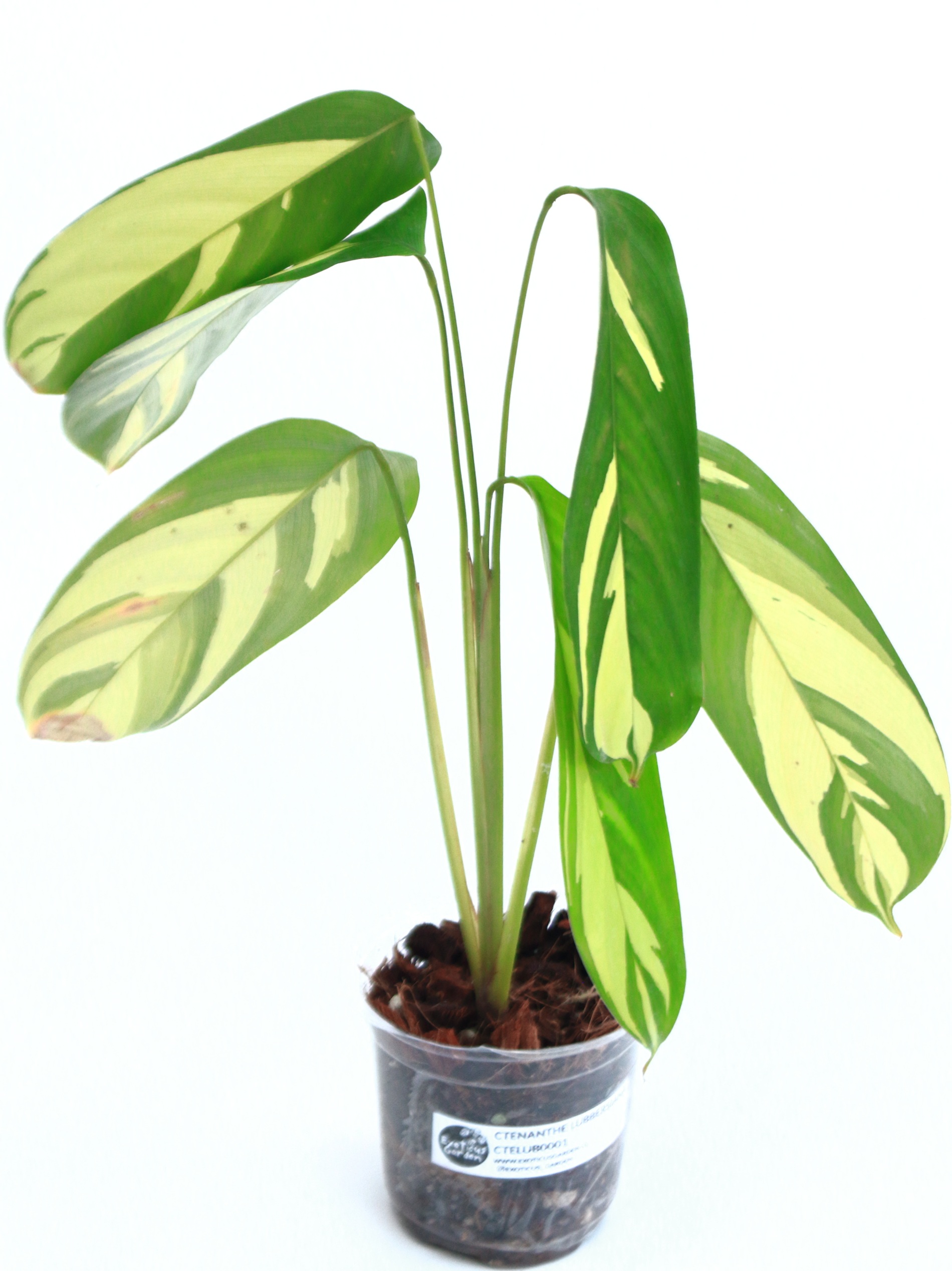 Ctenanthe Lubbersiana