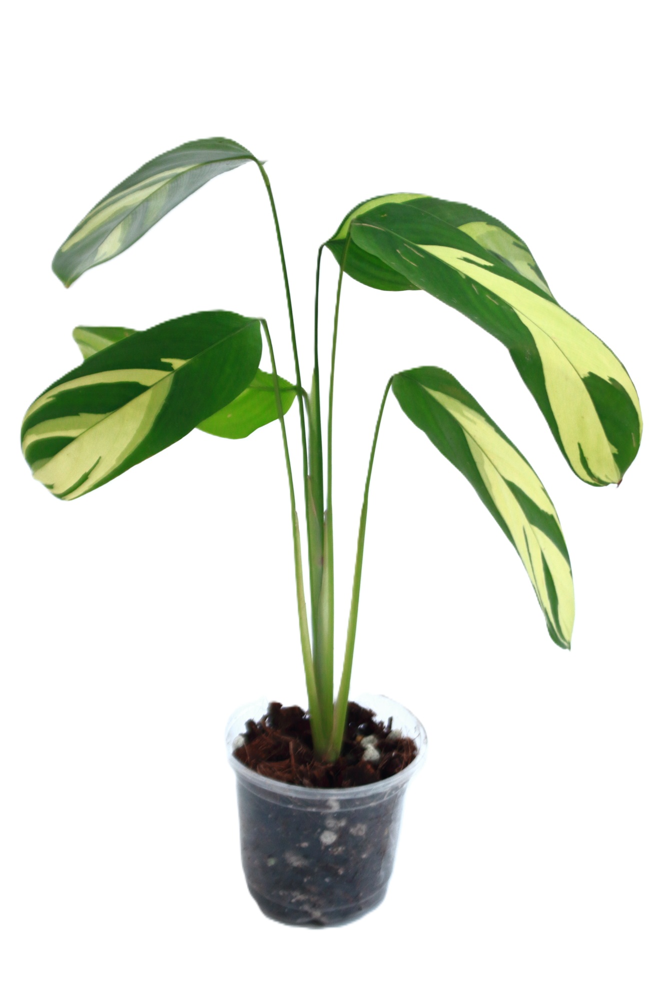 Ctenanthe Lubbersiana