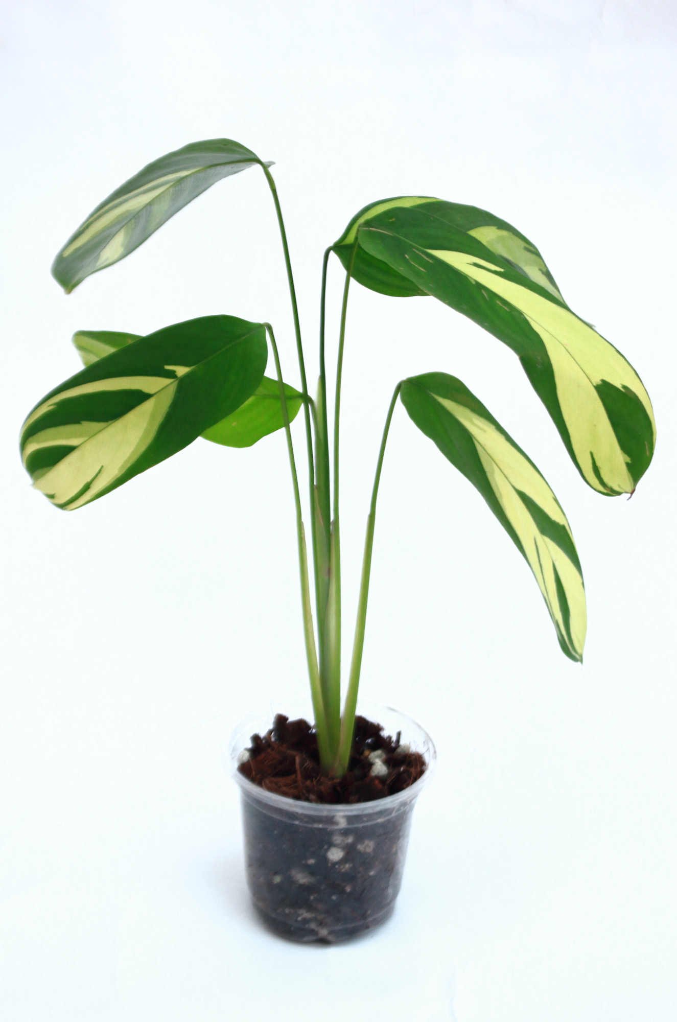 Ctenanthe Lubbersiana