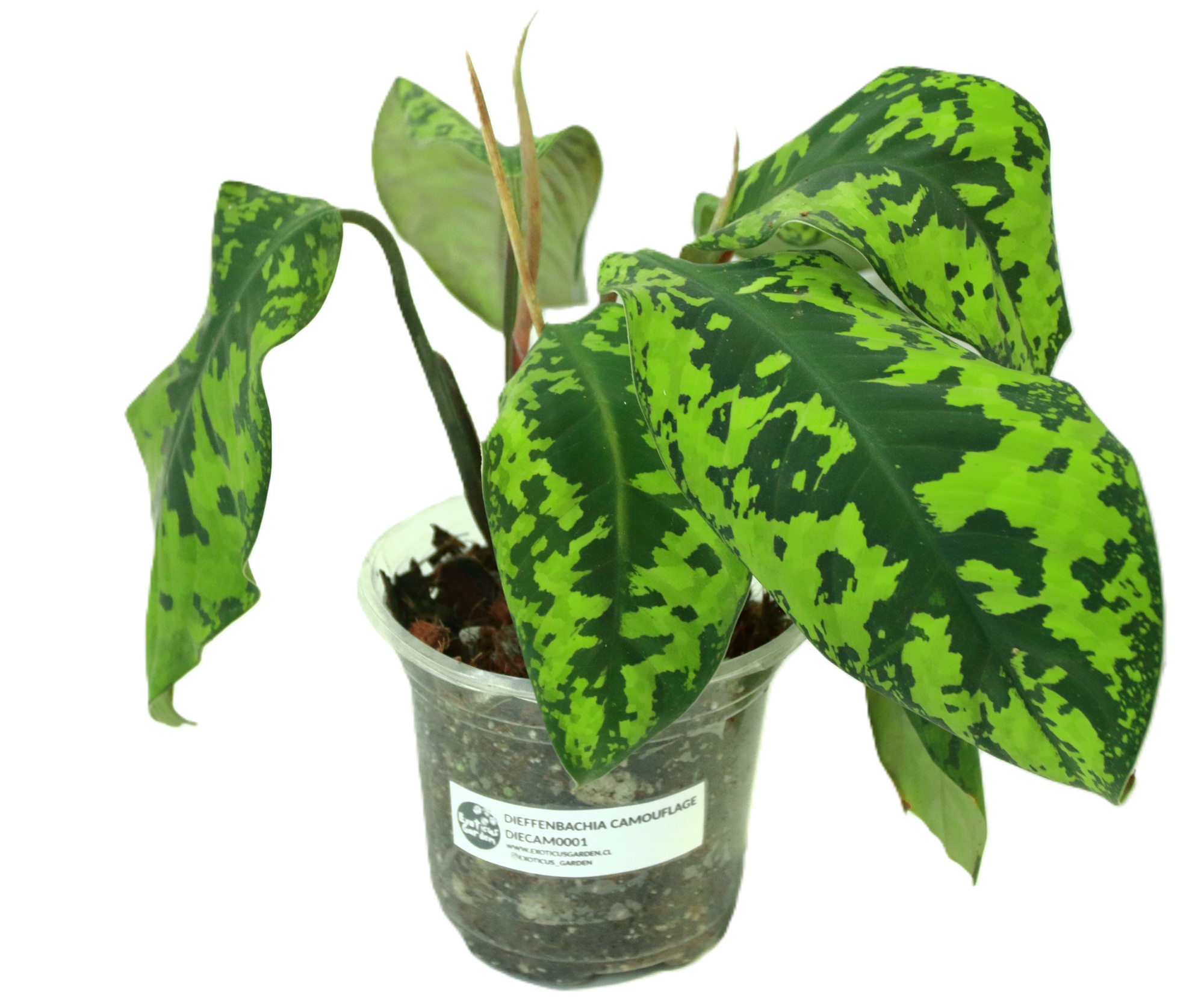 Dieffenbachia Camouflage