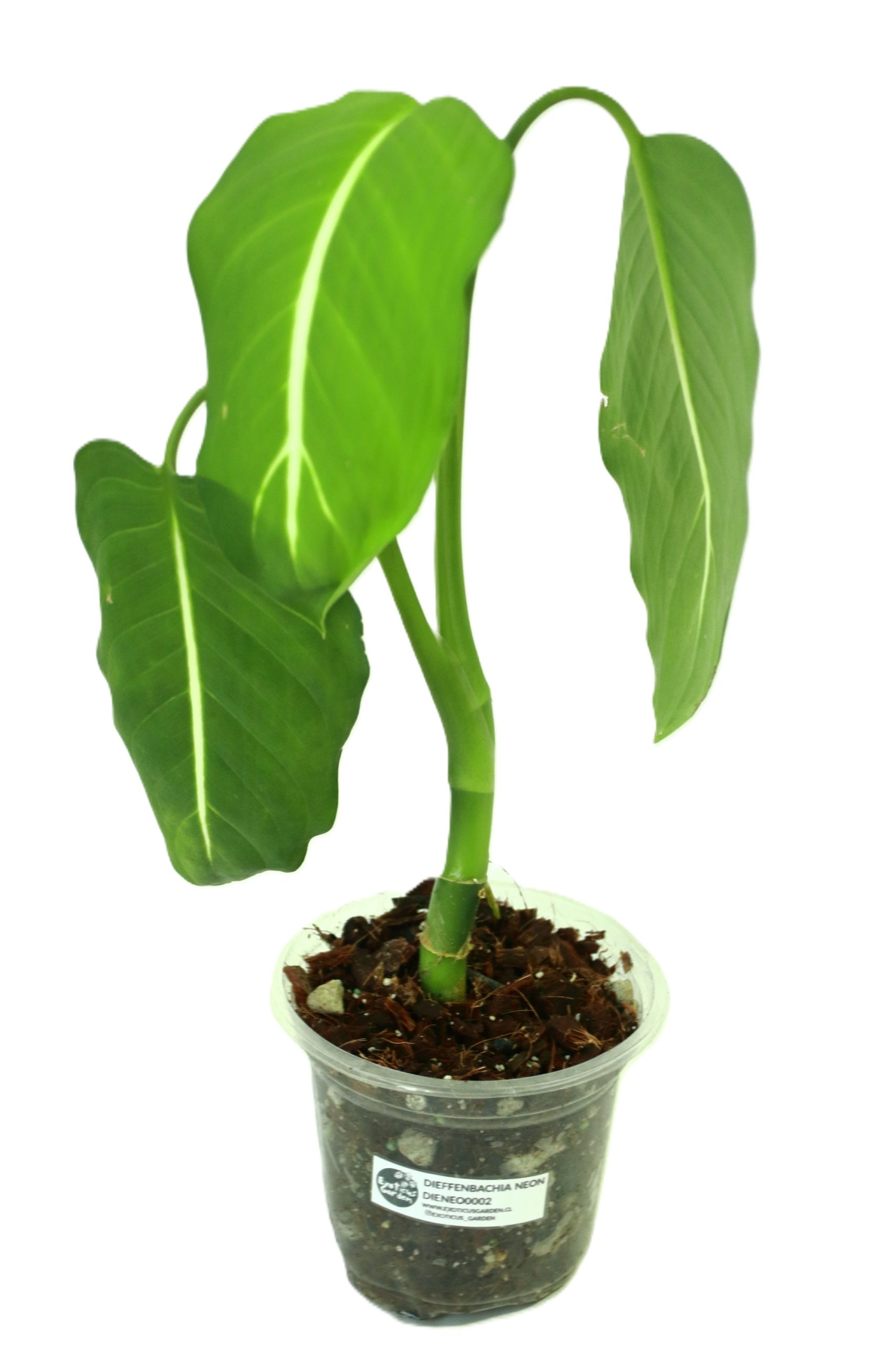 Dieffenbachia Neón